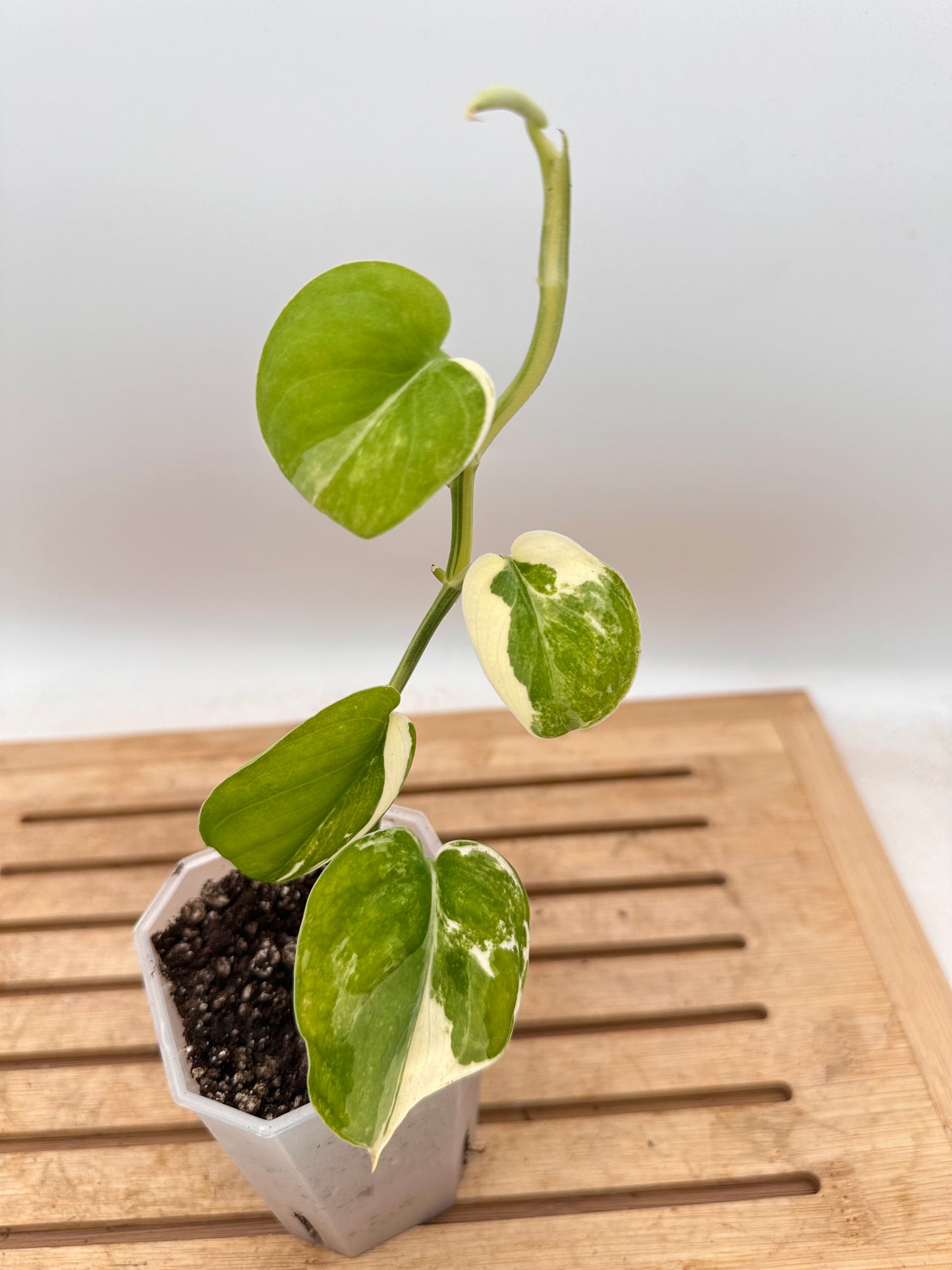 Scindapus Mangurai B - August Sale