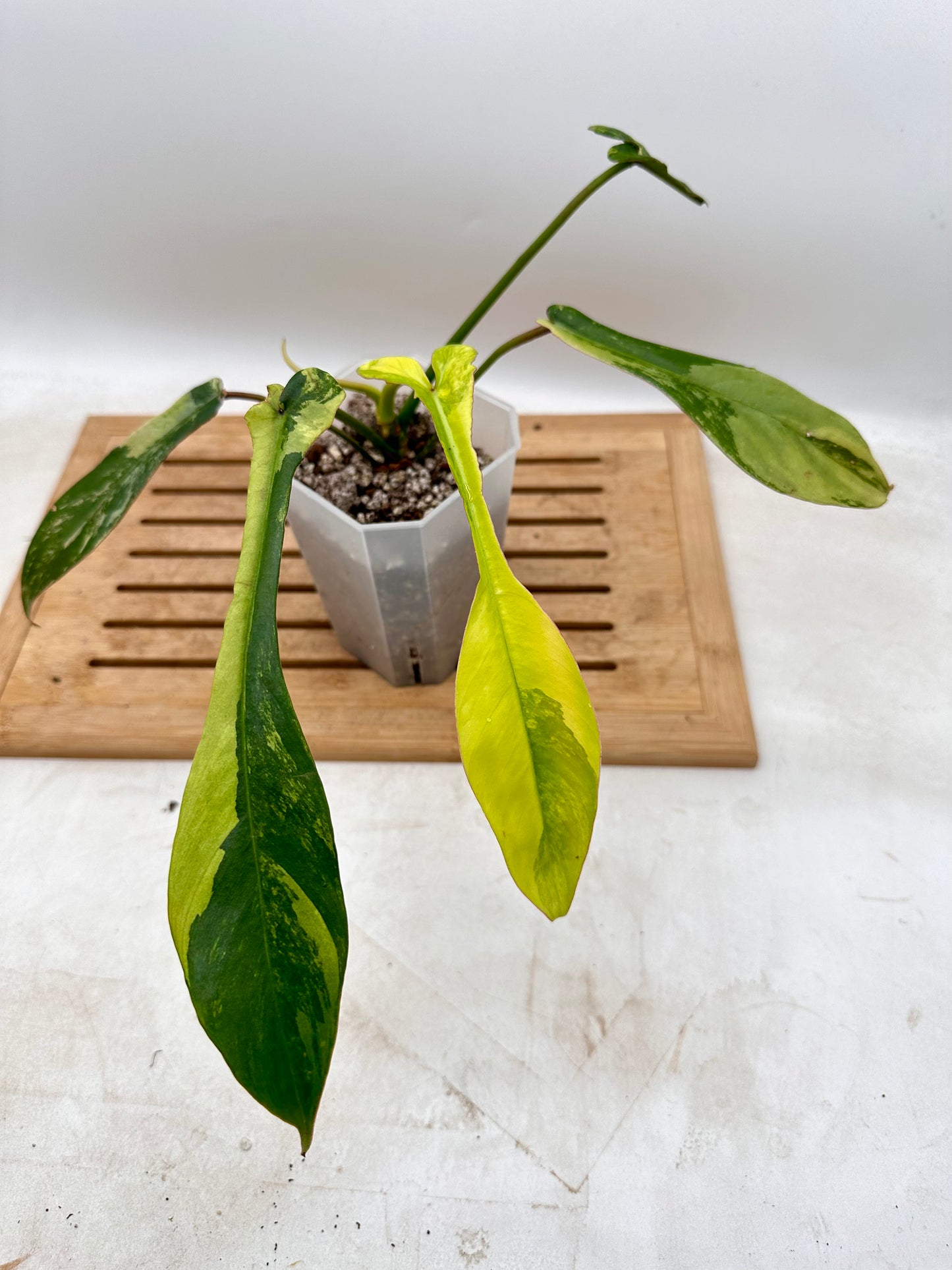 Philodendron Joepii Variegated - August Sale