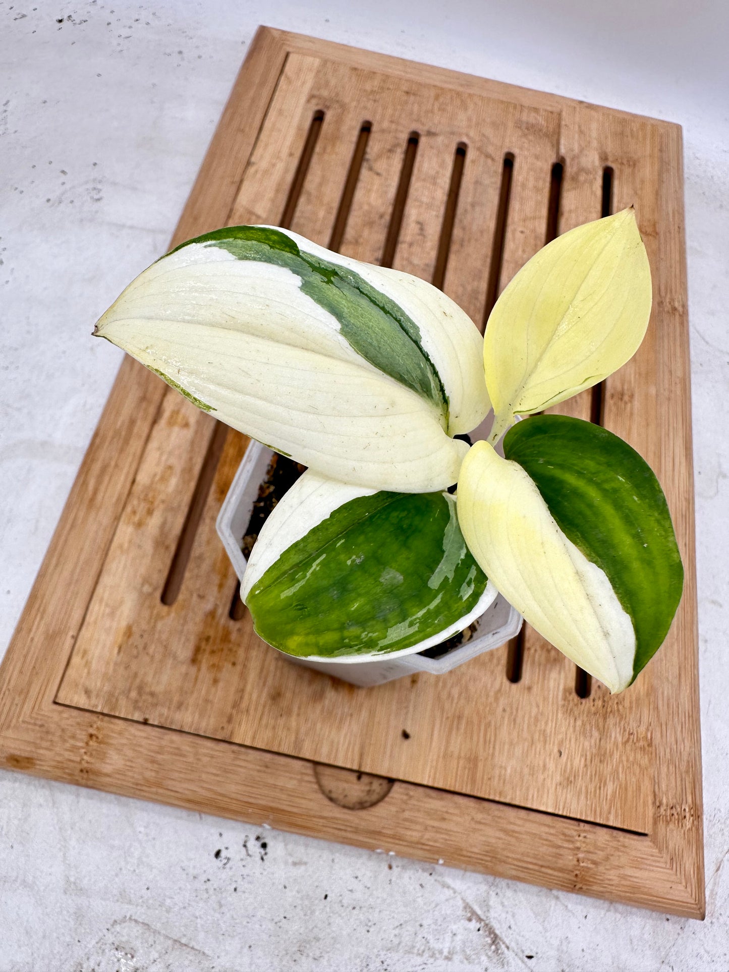 Scindapsus Blue Albo Variegated - Round Leaf - August Sale