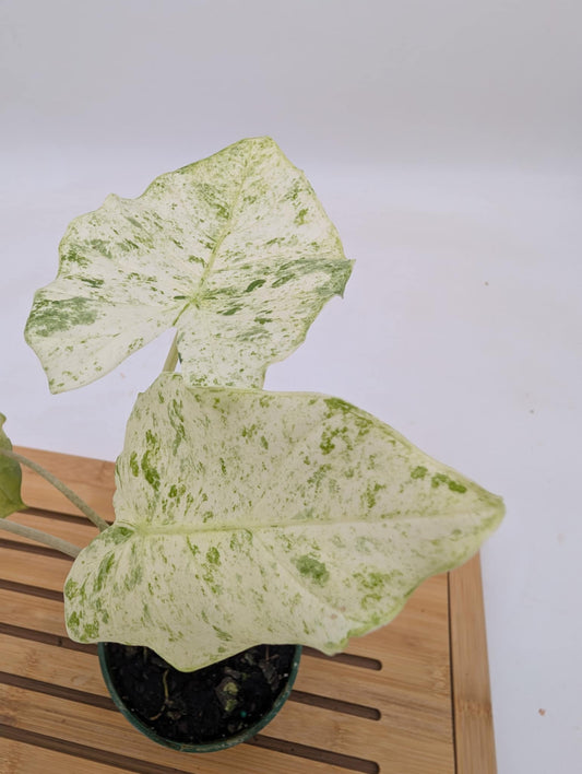 Alocasia Odora Batik