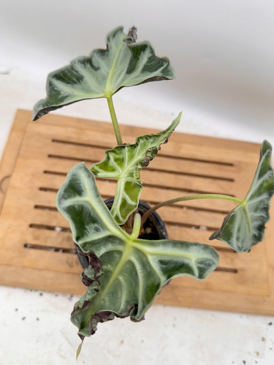 Alocasia Loco CORM