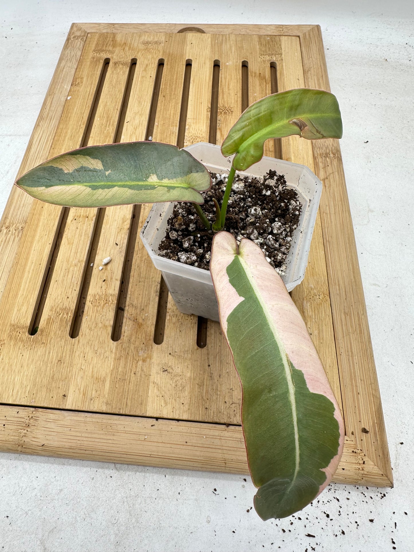 Long Weekend Sales 🐣🐇- Philodendron Atabapoense Variegated