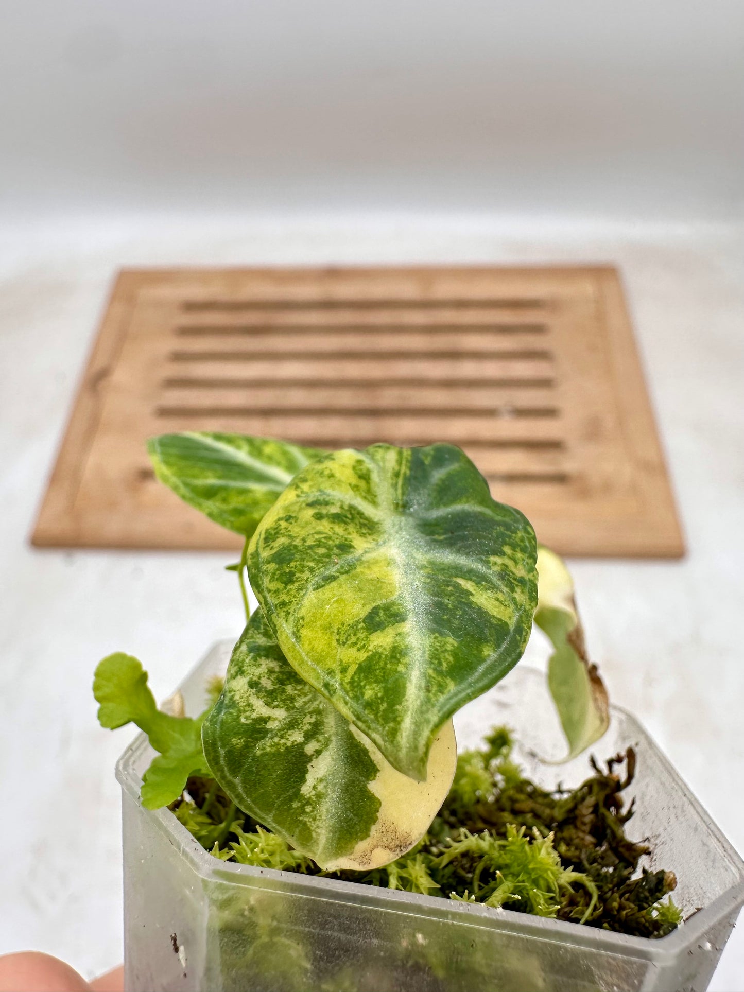 Alocasia Ninja Aurea Variegated