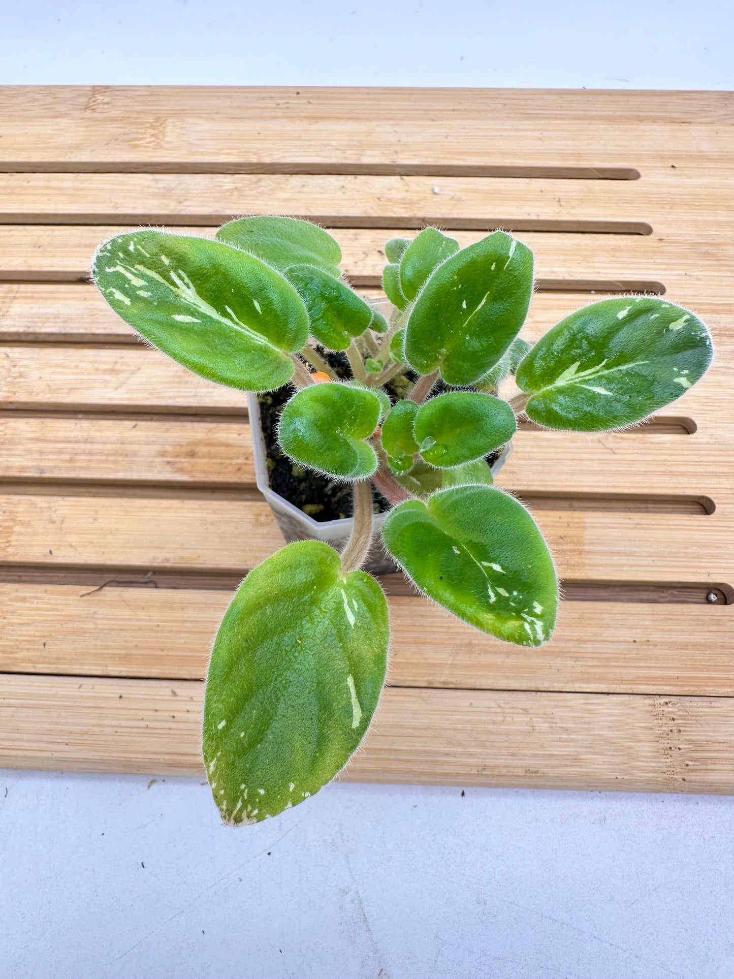 African Violet Variegated