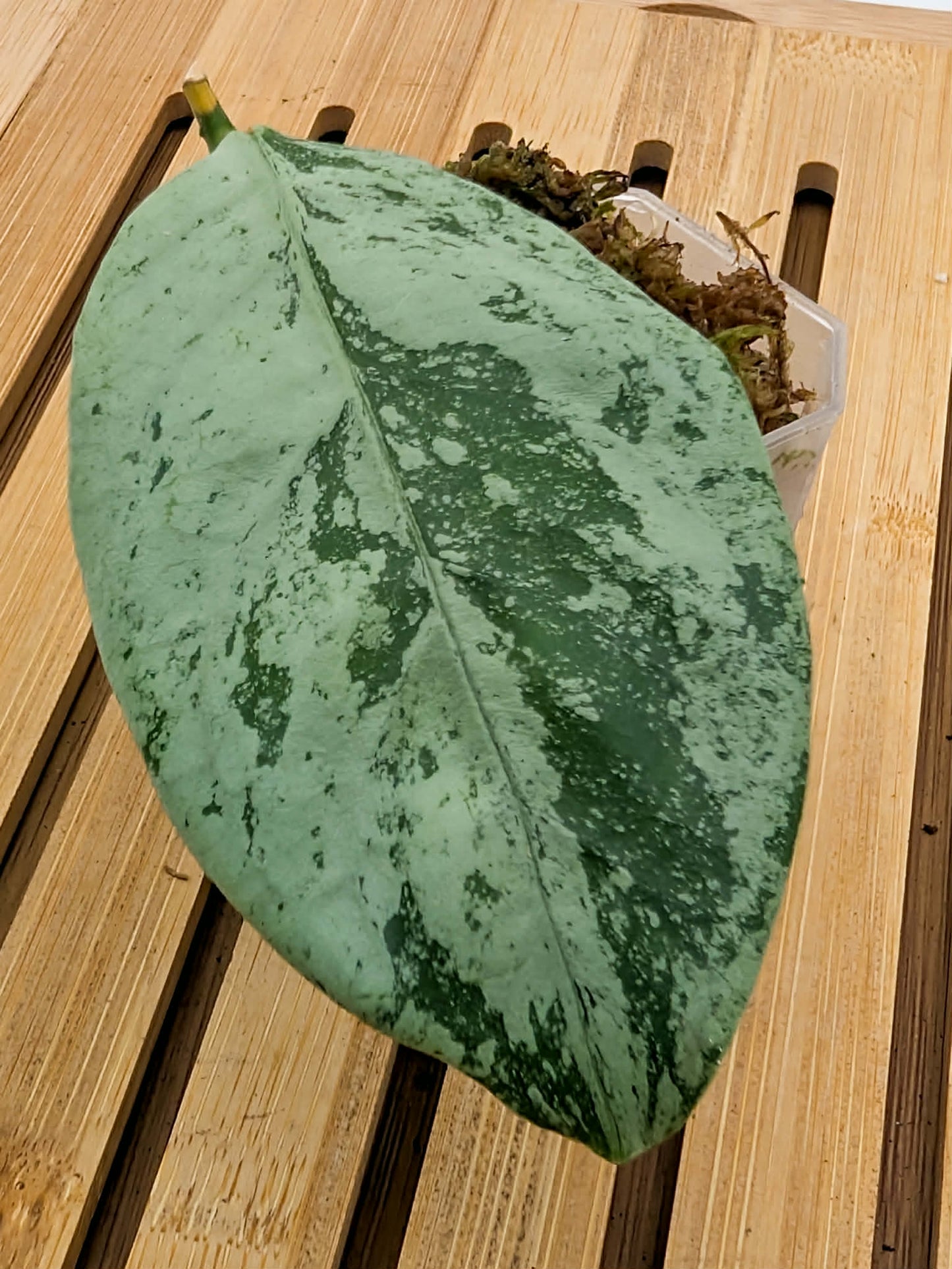 Hoya Coriacea Silver