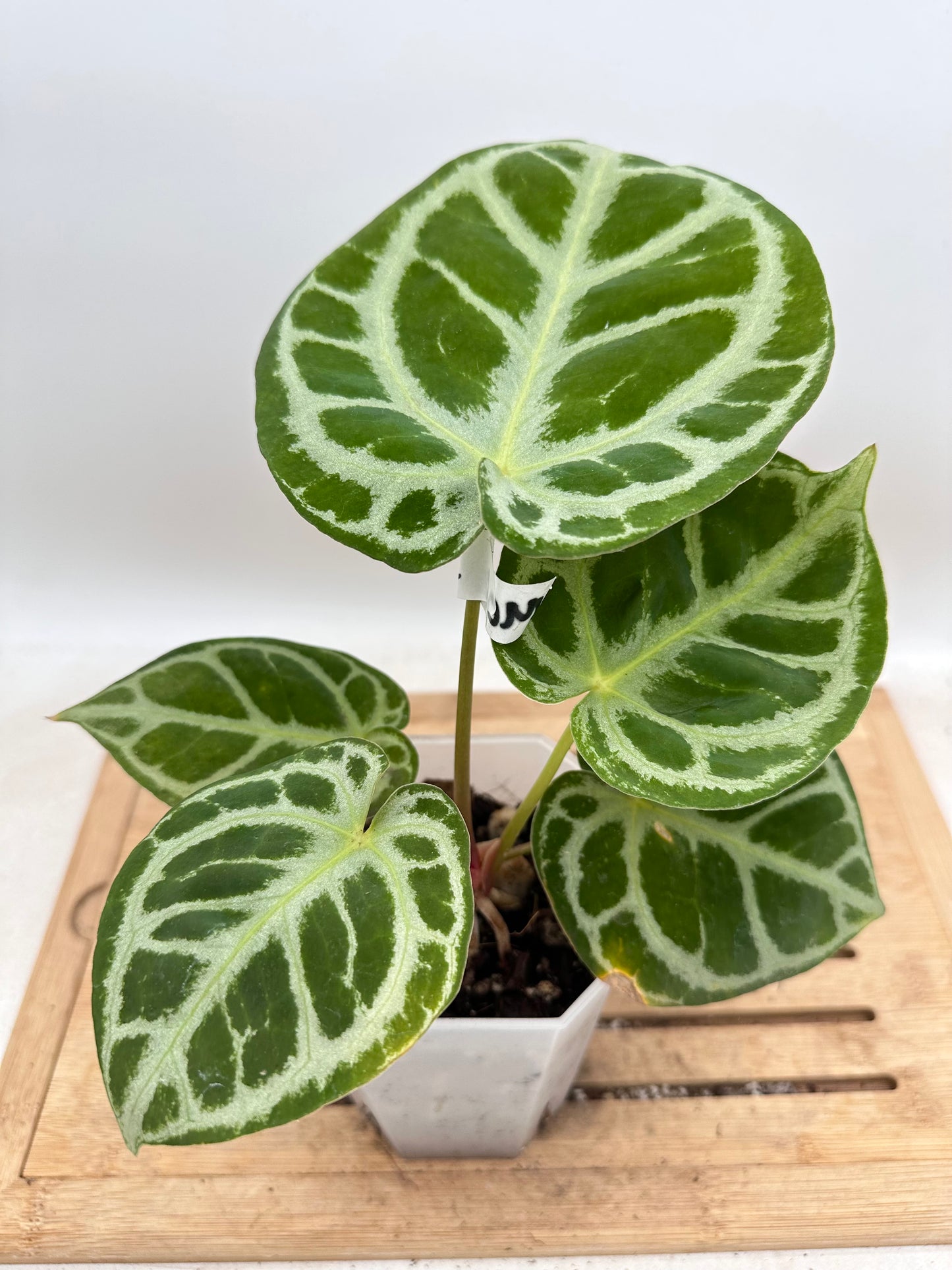 Anthurium Red Tiger Mutant - Good Size - Thanksgiving Sale 💚