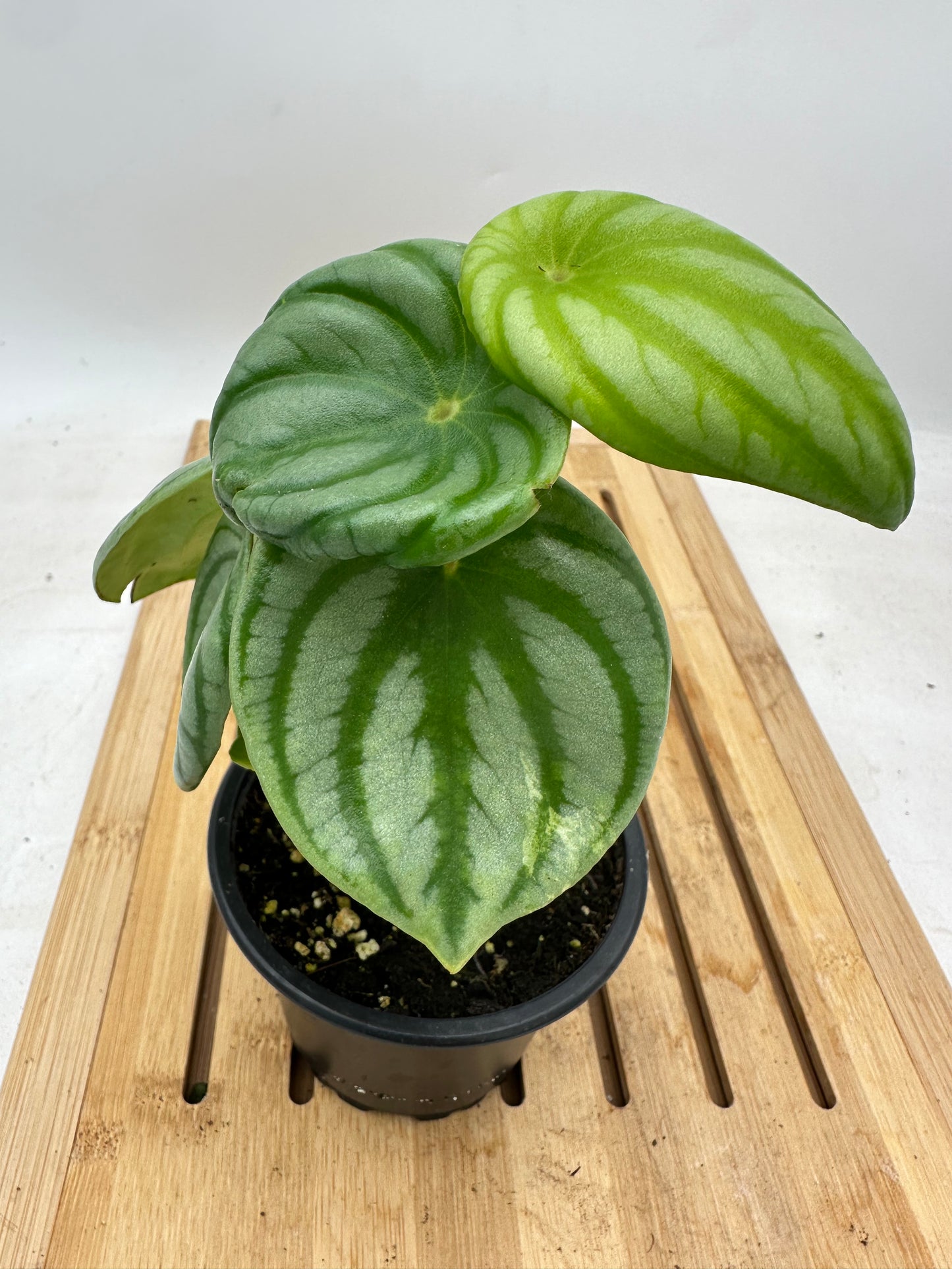 Peperomia Watermelon Sport Variegated