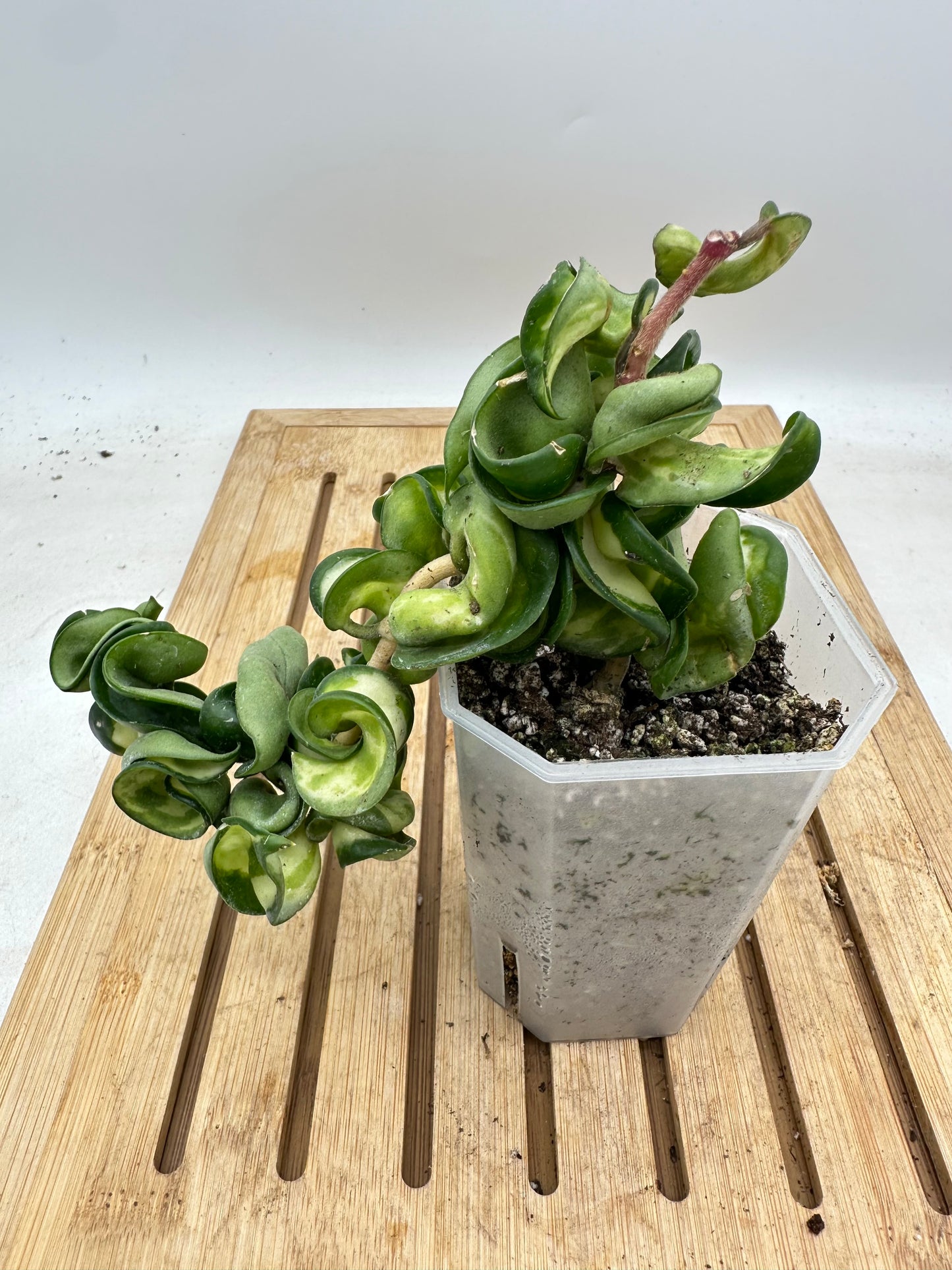 Hoya Muana Loa