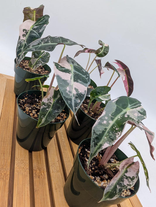 Alocasia Polly Snowflake - Batch #2