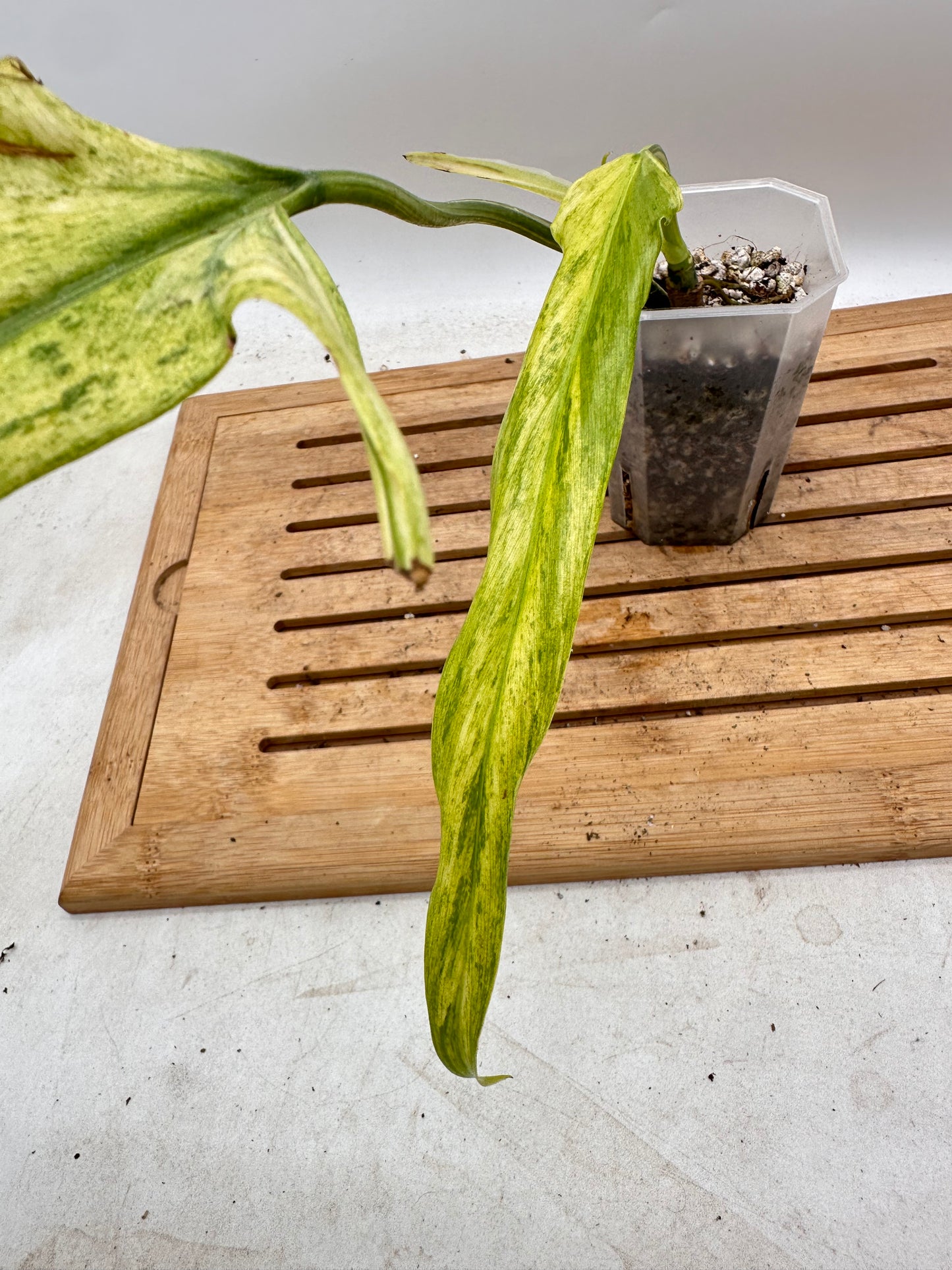 Philodendron Paloraense Variegated - Top Cutting