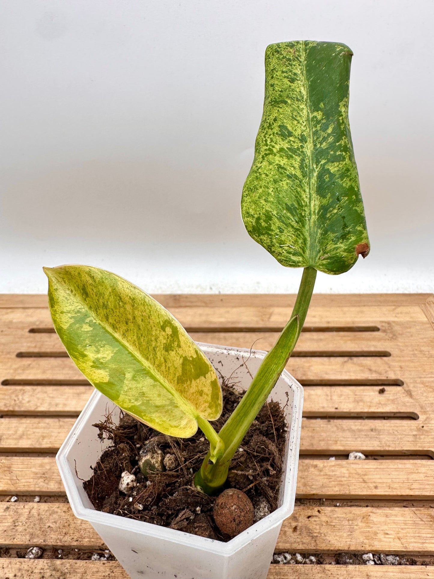 Philodendron Whipple Way Mint Variegated