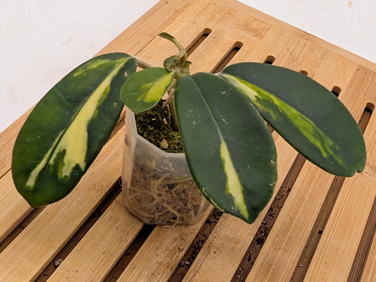Hoya Diversifolia Maharini