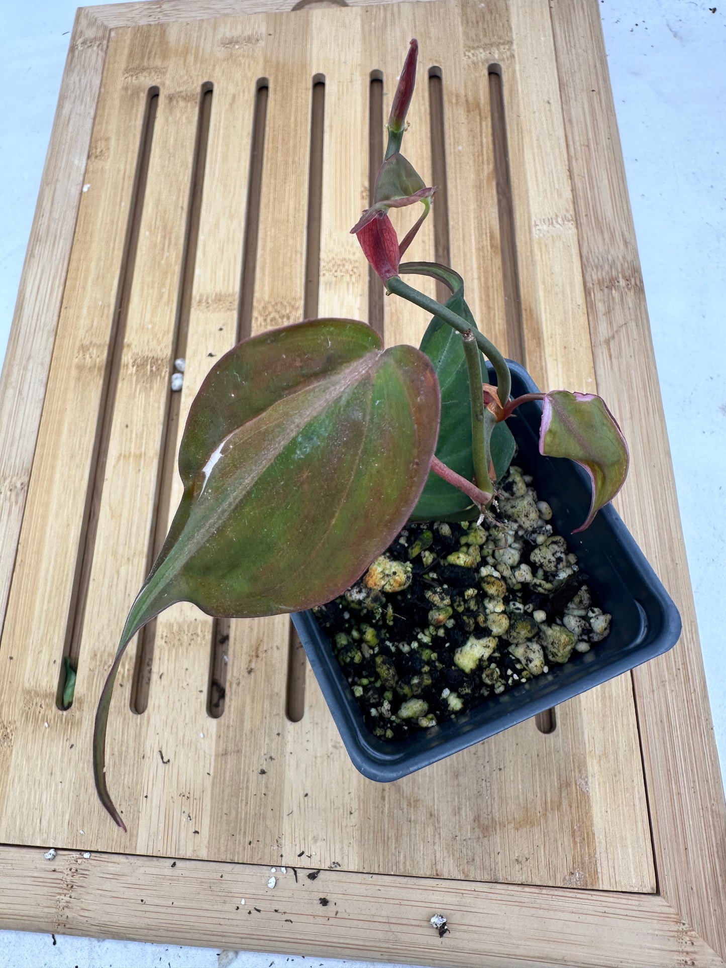 Long Weekend Sales 🐣🐇- Philodendron Micans Halo Variegated