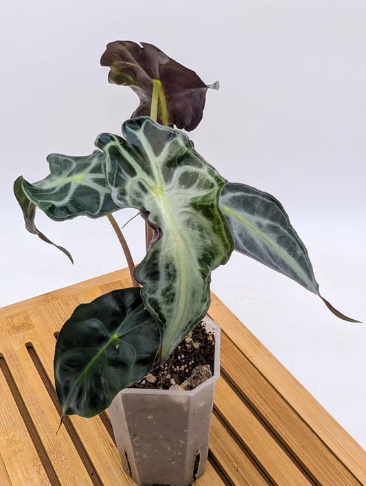 Alocasia Venom - April Sale 💚
