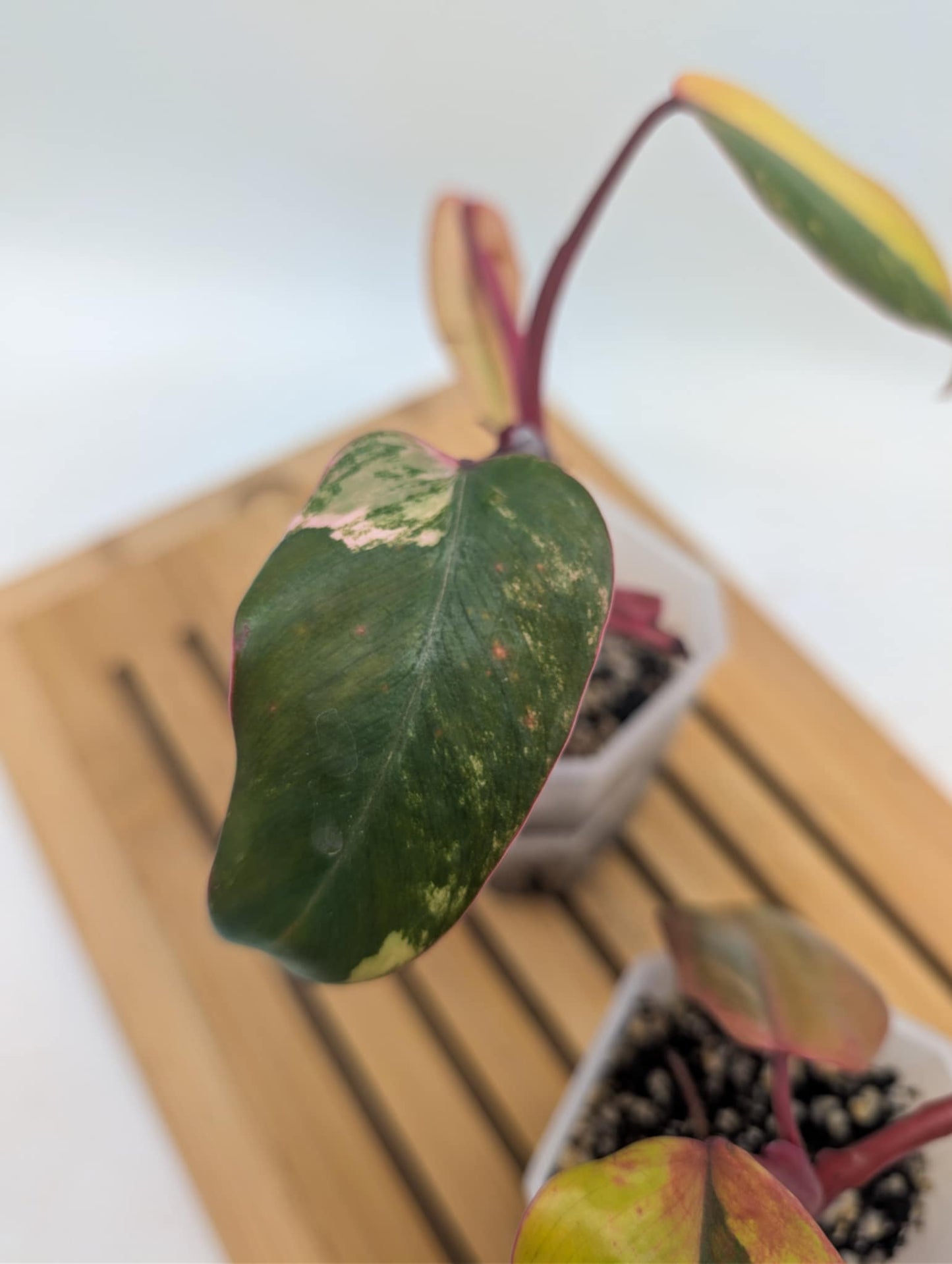 Philodendron Strawberry Shake