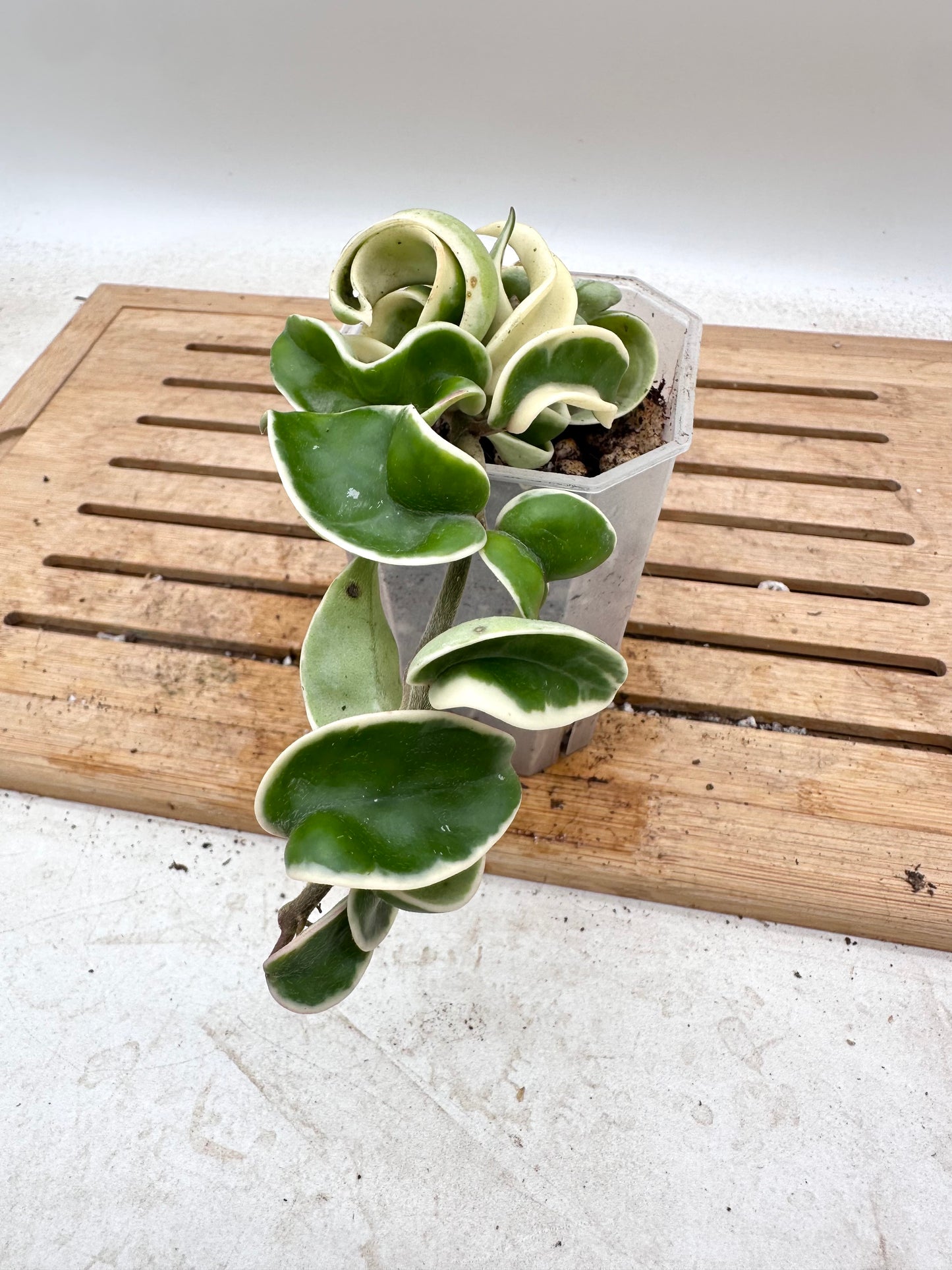 Hoya Compacta Albomarginata - Thanksgiving Sale 💚