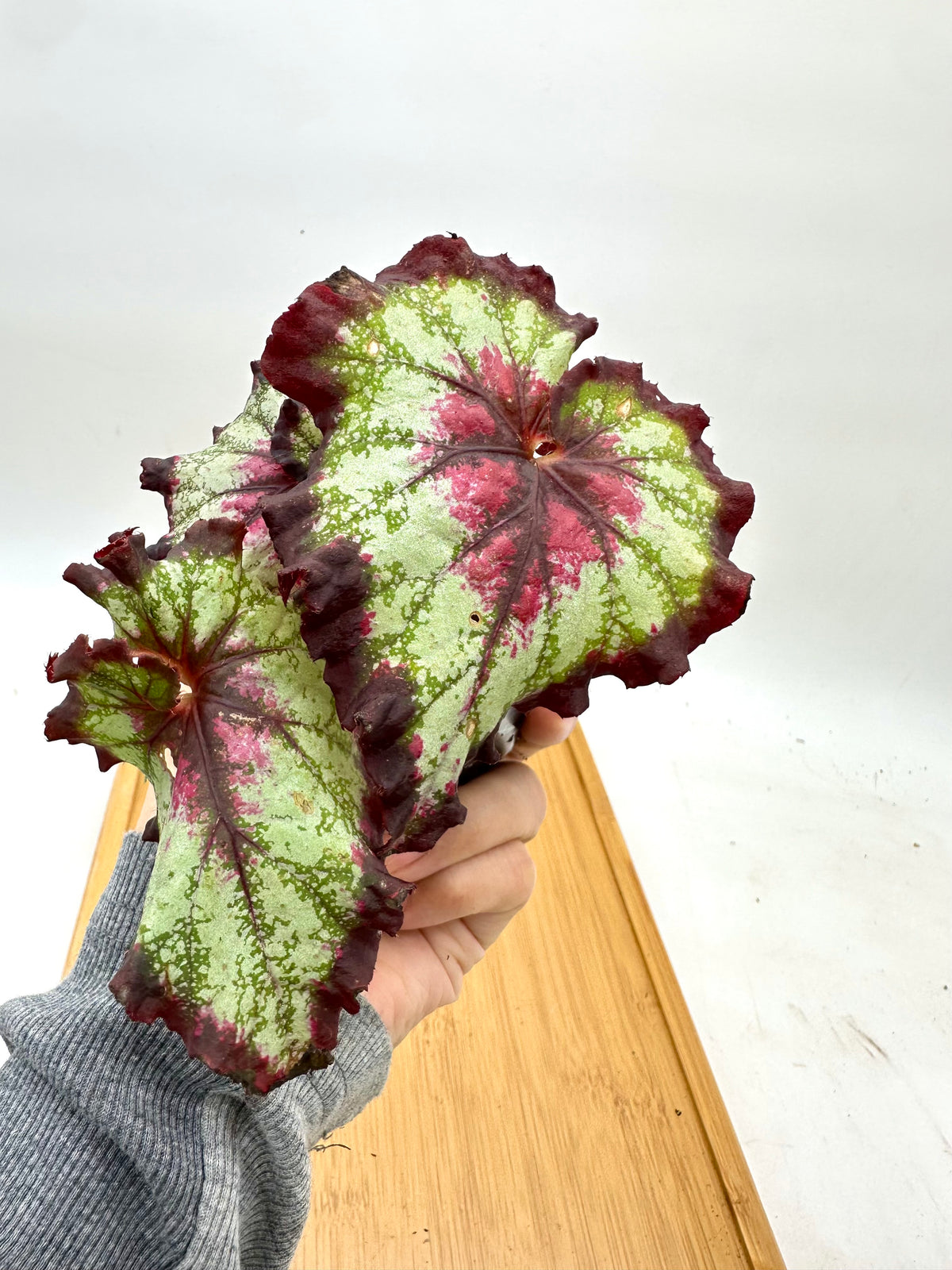 Begonia Noid
