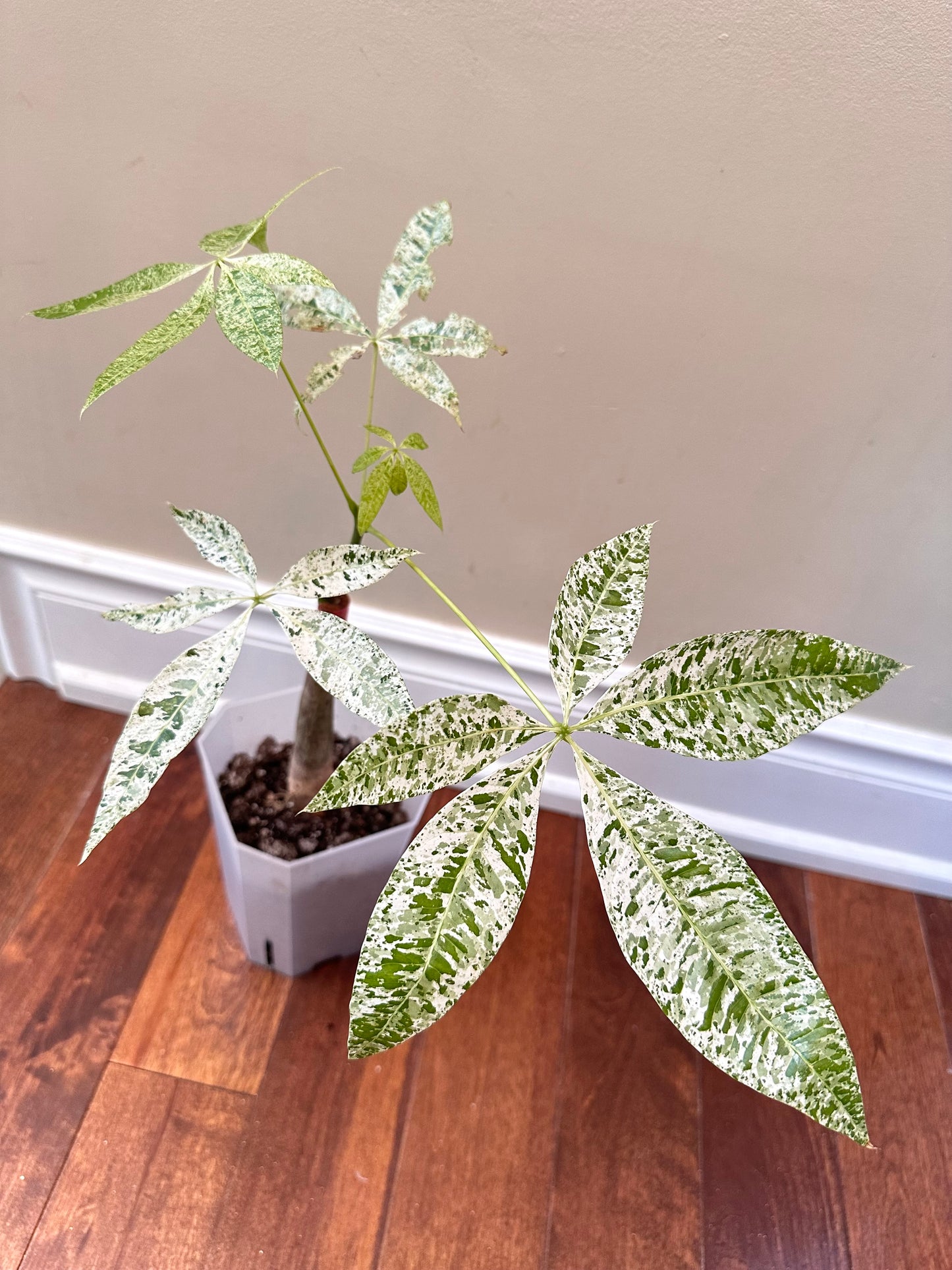Variegated Money Tree C - August Sale
