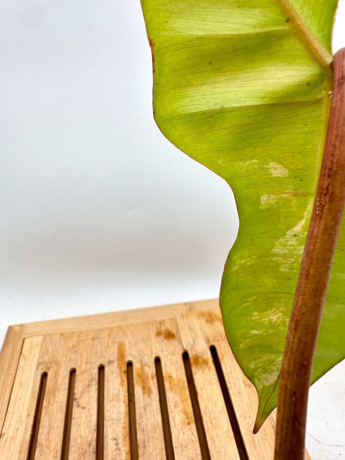 Philodendron Black Billietiae x FB Variegated - August Sale