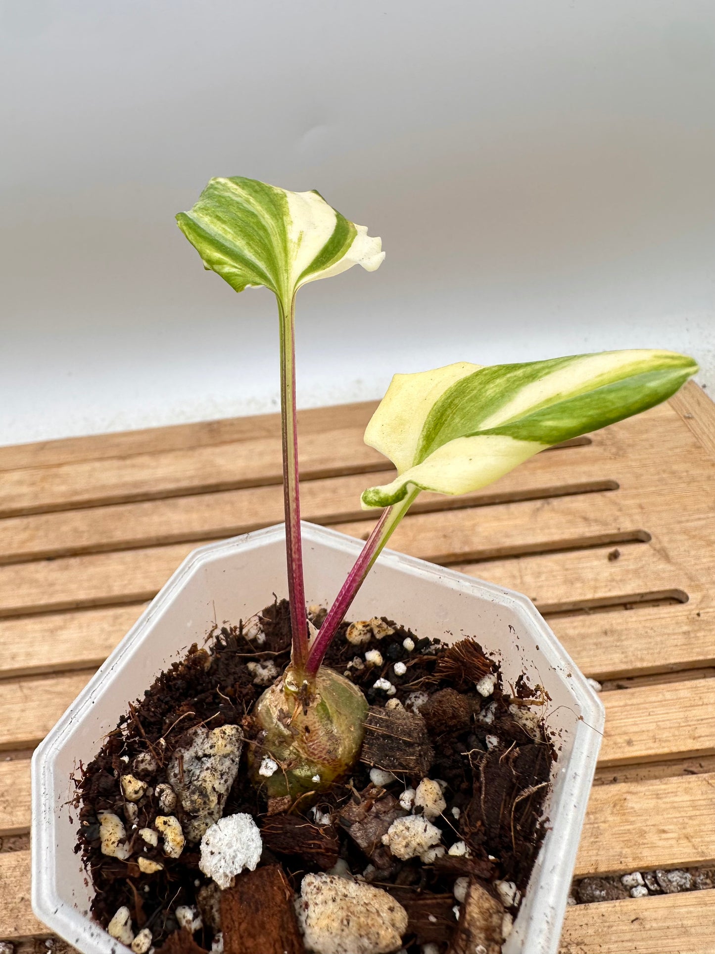 Variegated Drimiopsis Maculata