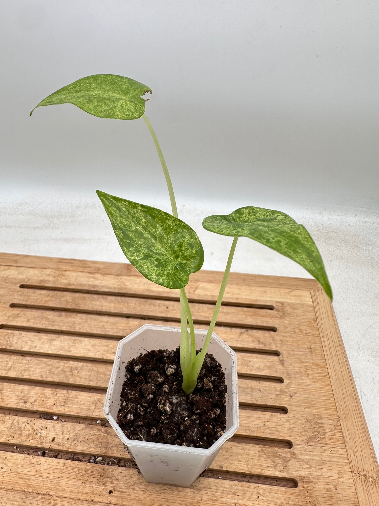 Alocasia Cucullata Mint Variegated