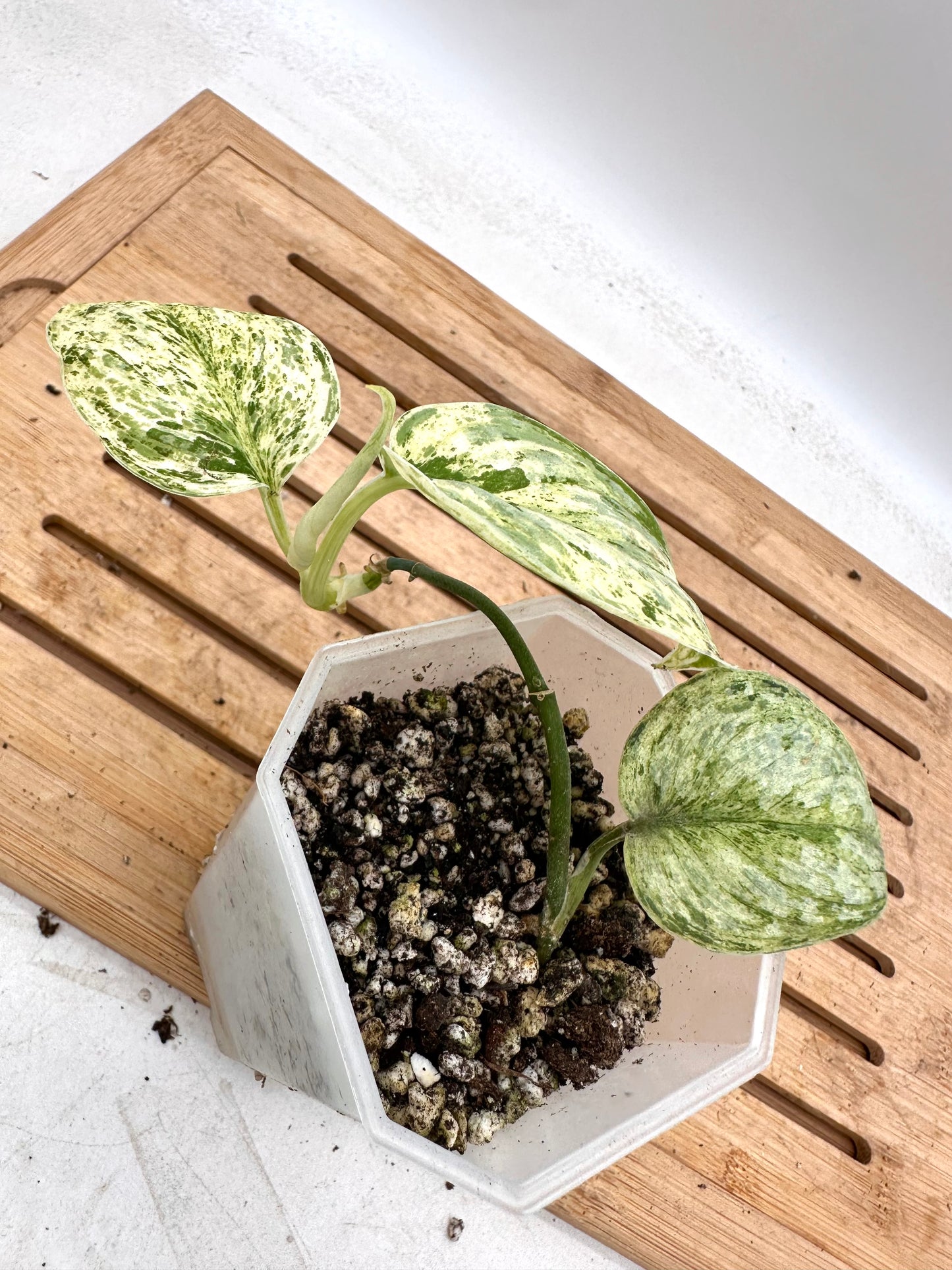 Scindapsus Peasun
