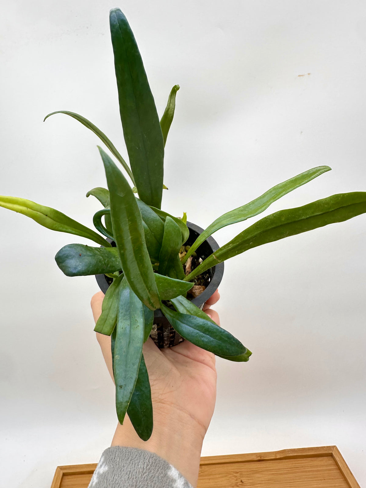 Blue Oil Fern