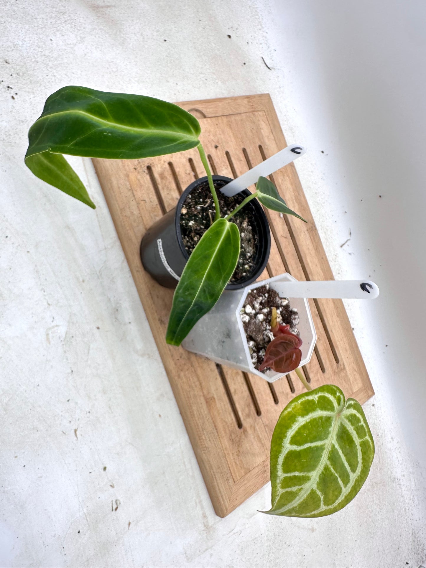 Combo Sale - Anthurium Red Tiger & Warocquenum Queen