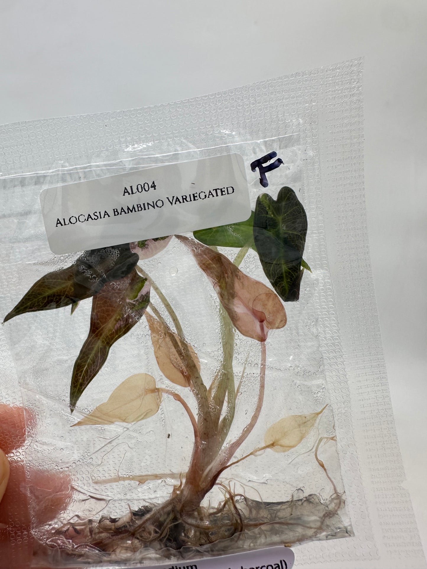 Tissue Culture - Alocasia Bambino Pink Variegated