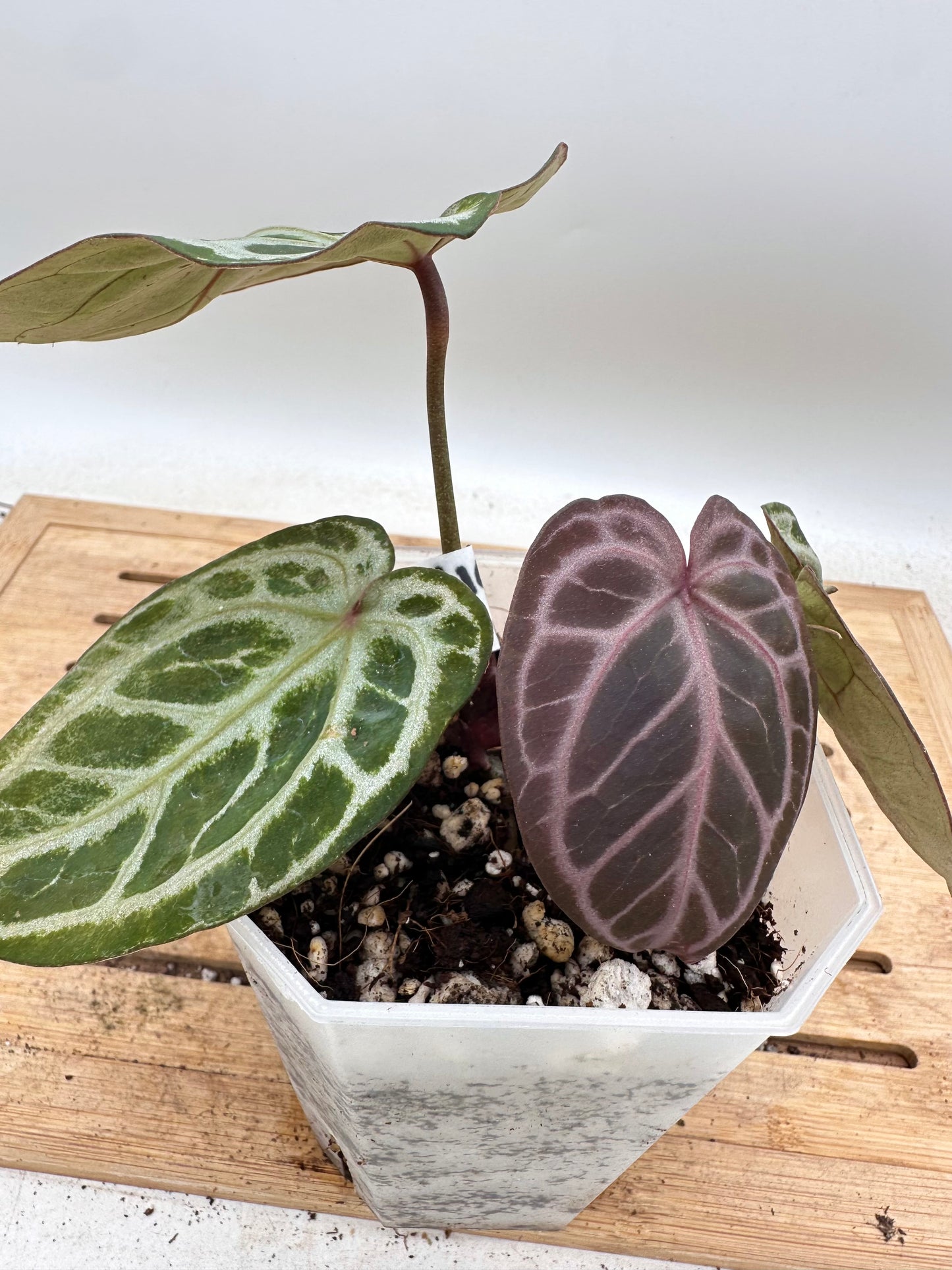 Anthurium Red Tiger x Black Crystallinum - Thanksgiving Sale 💚