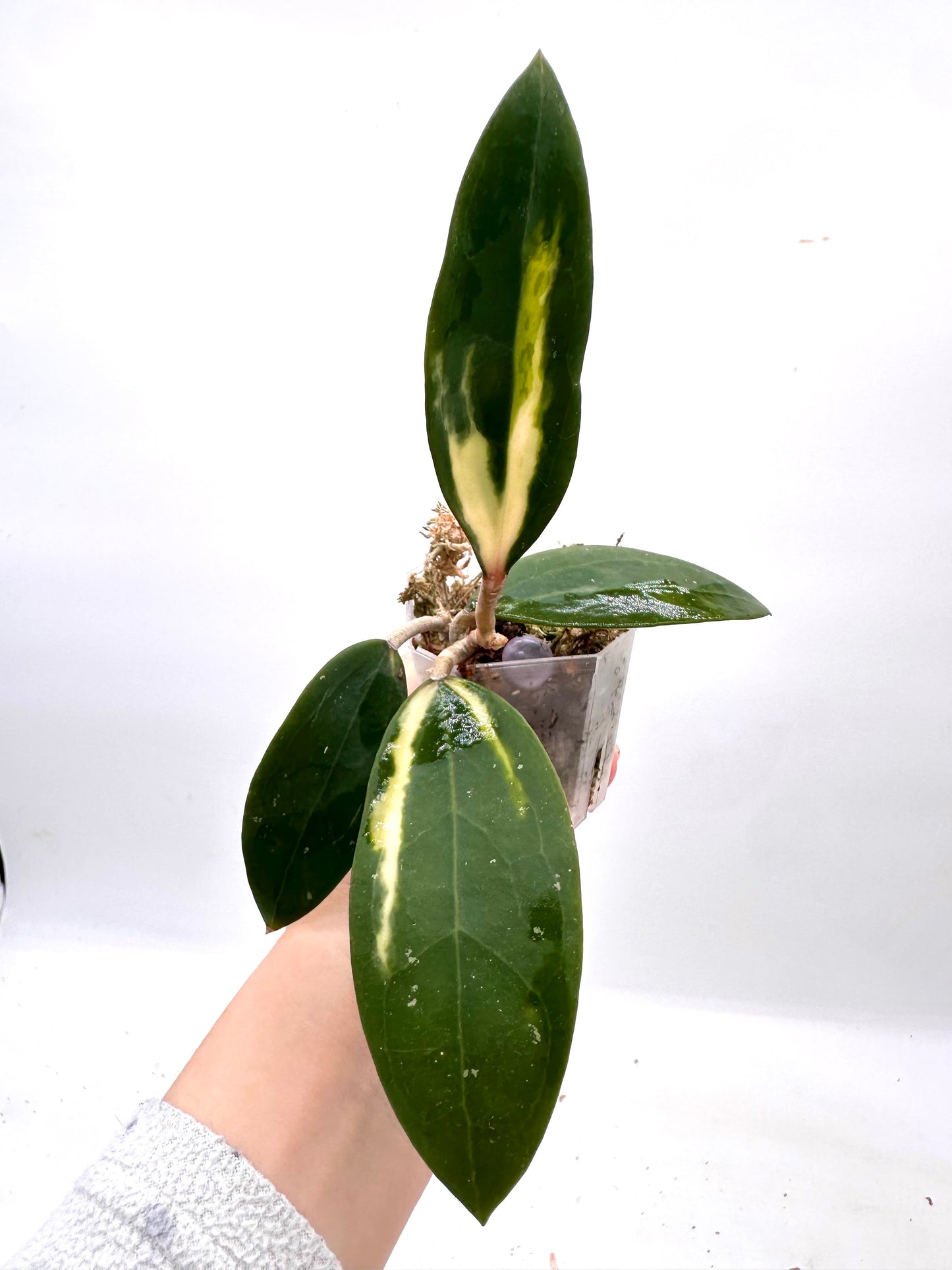 Hoya Acuta Inner Variegated