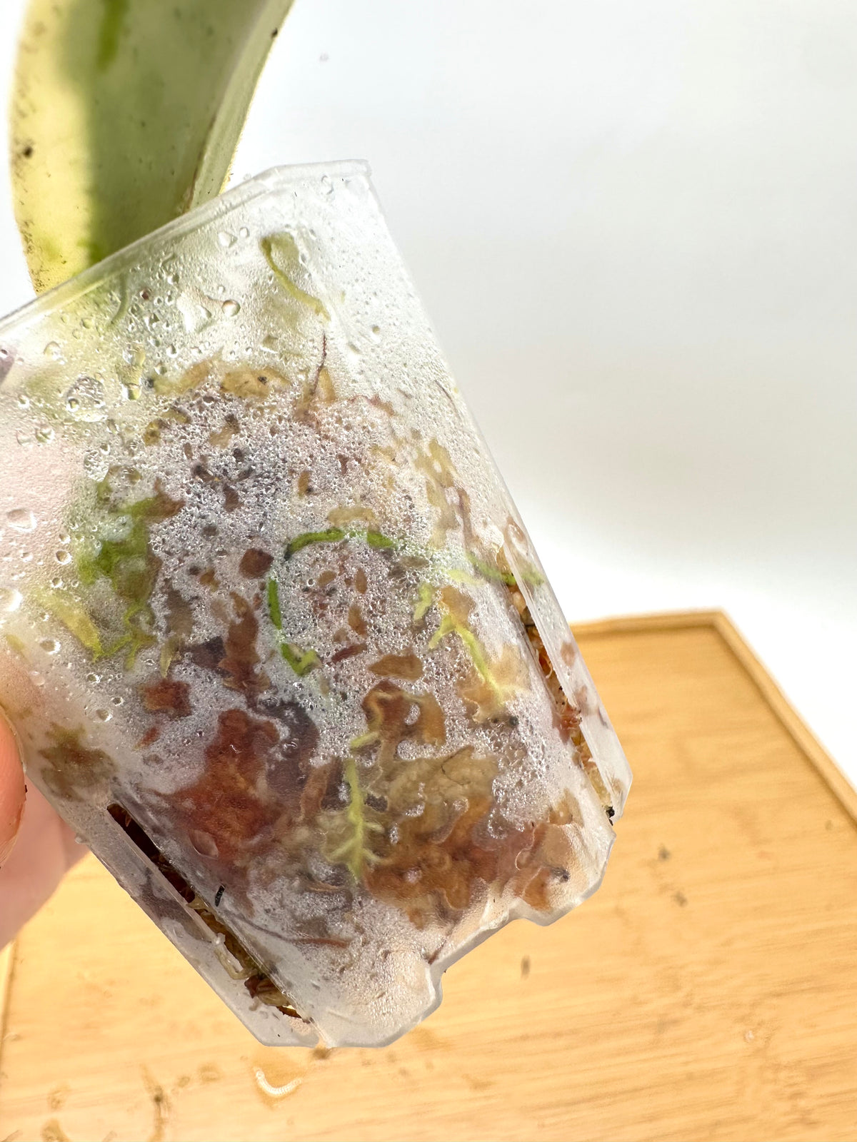 Hoya Lyi Prism Variegated