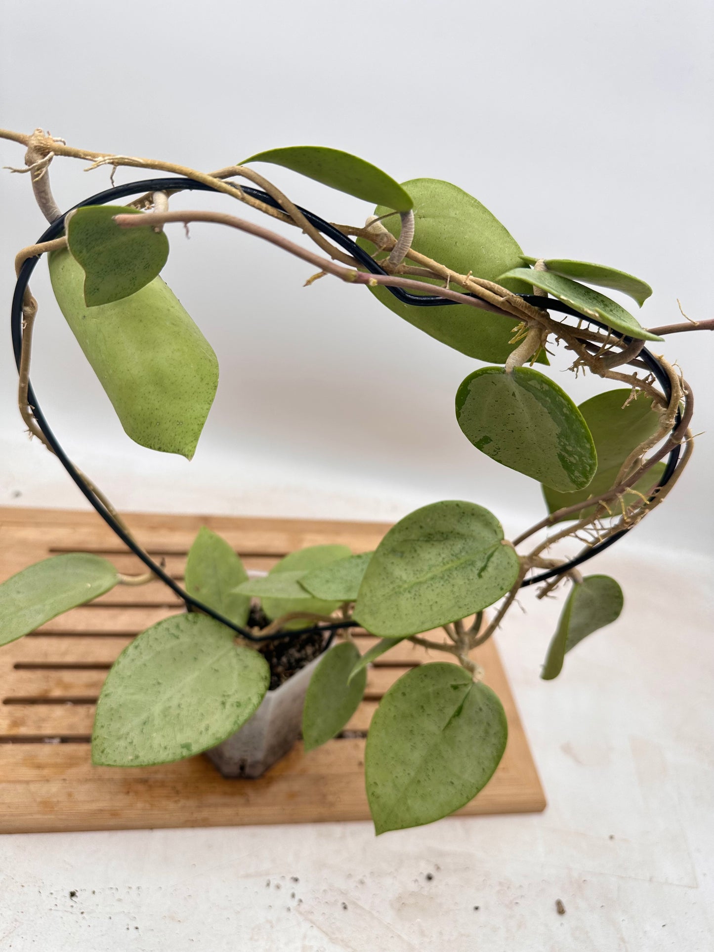 Hoya Verticillata Silver Heart - Size Large - Thanksgiving Sale 💚