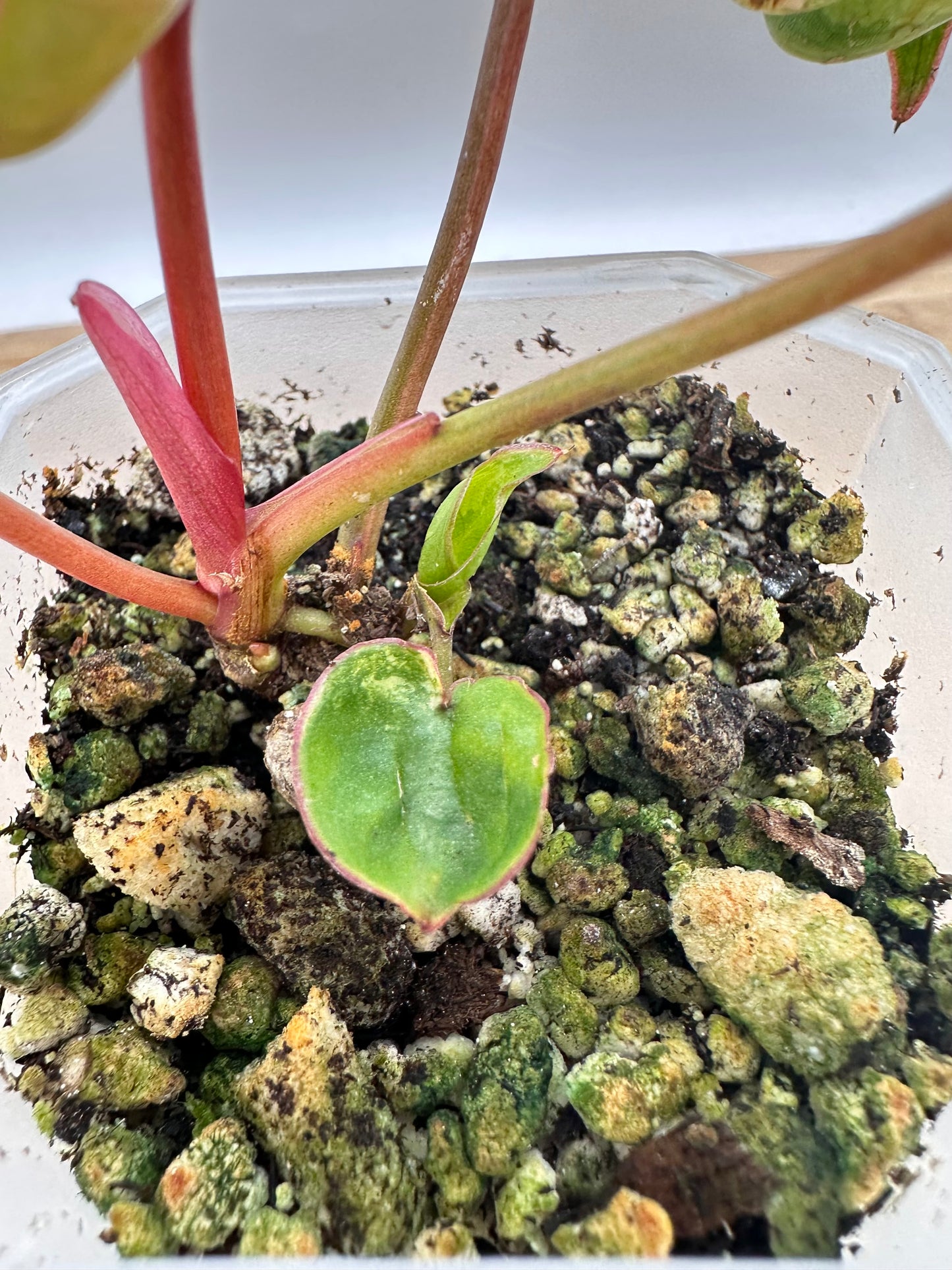 Philodendron Billietiae Variegated - 3 Variegated Growths