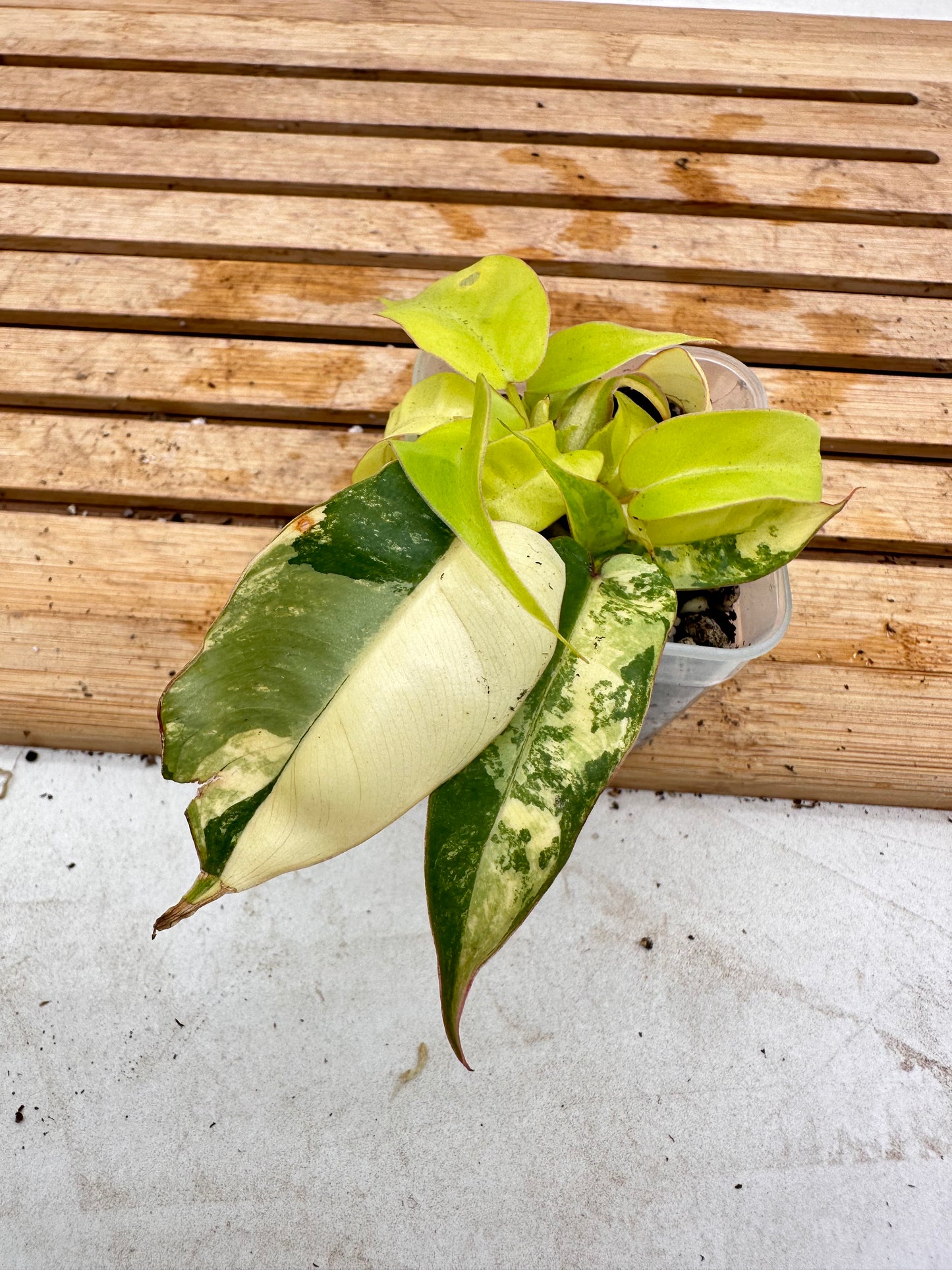 Philodendron Billietiae x FB Variegated Multiple growths - August Sale