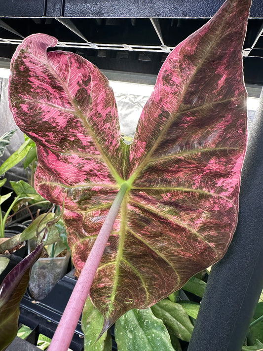Alocasia Nairobi Nights Pink Albo Variegated CORM