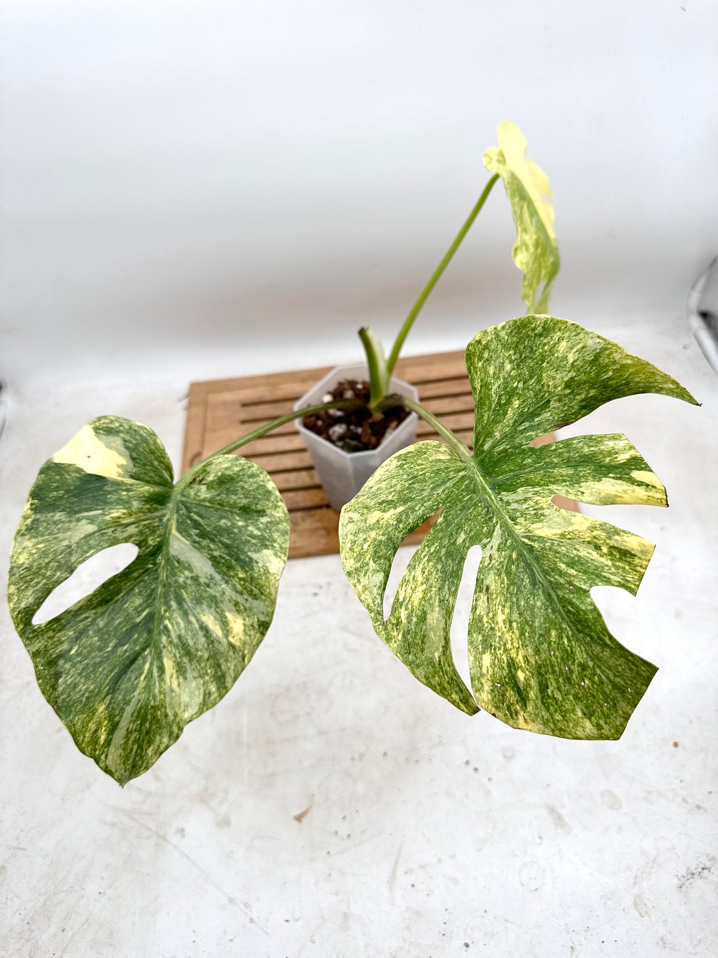 Monstera Legacy - Thanksgiving Sale 💚