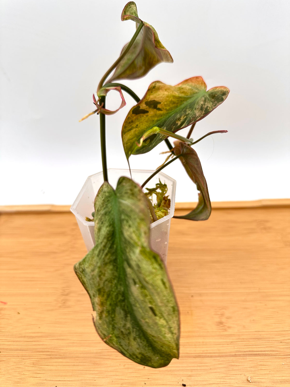 Philodendron Micans Mint Variegated