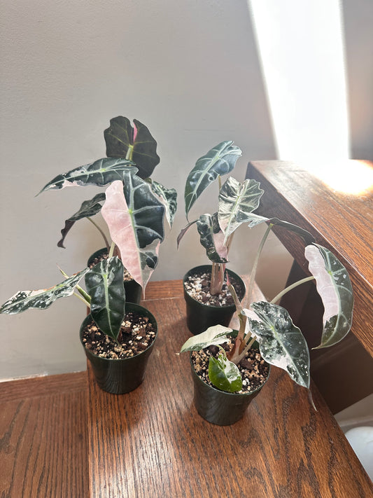 Alocasia Polly Snowflake Pink Variegated