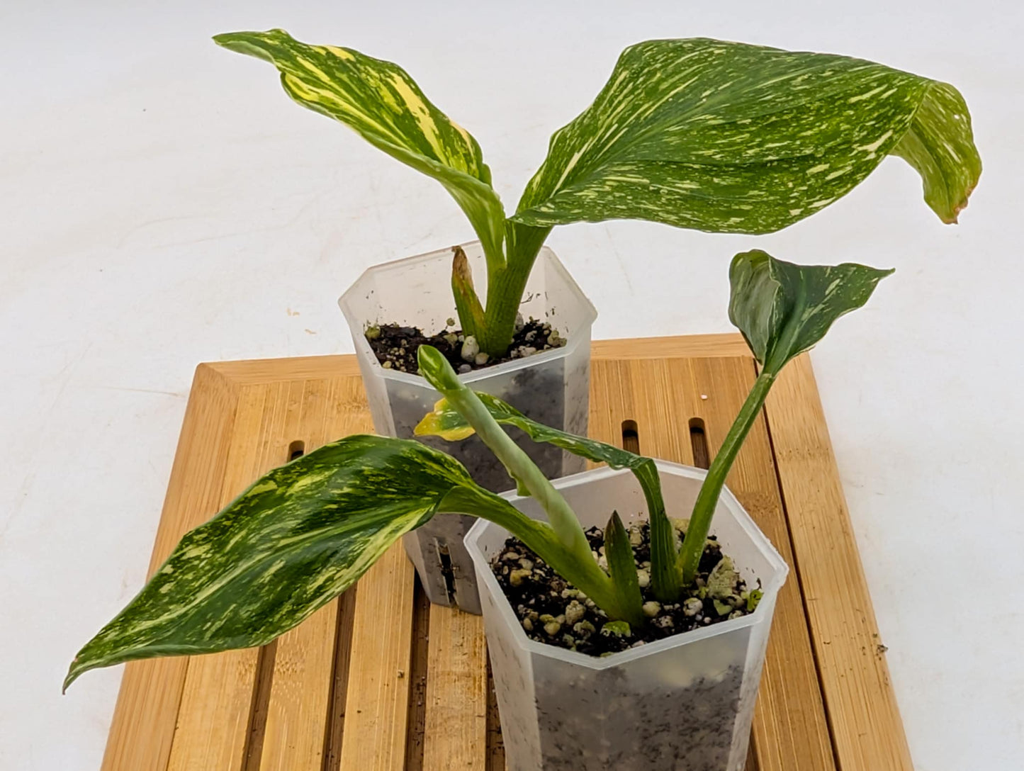 Kaempferia ‘Thai Constellation’ Variegated