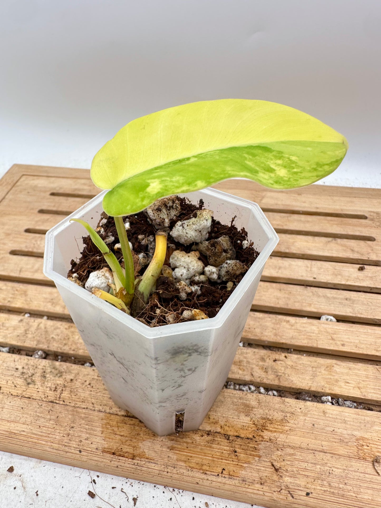 Philodendron Violin Variegated