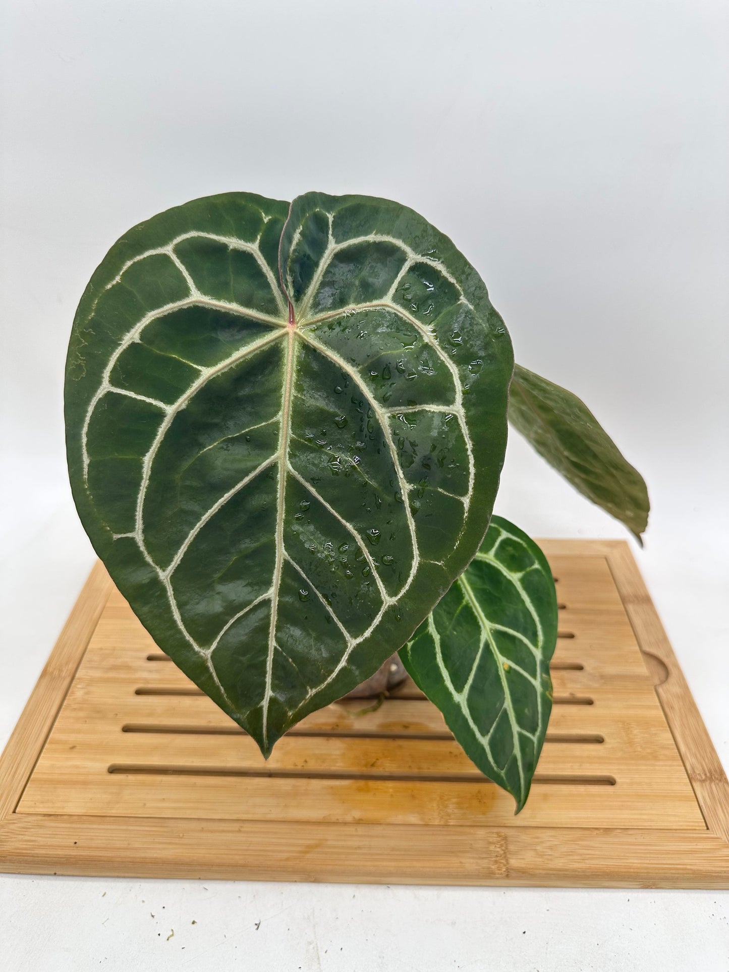 Anthurium Tim Anderson Memorial - Size Large