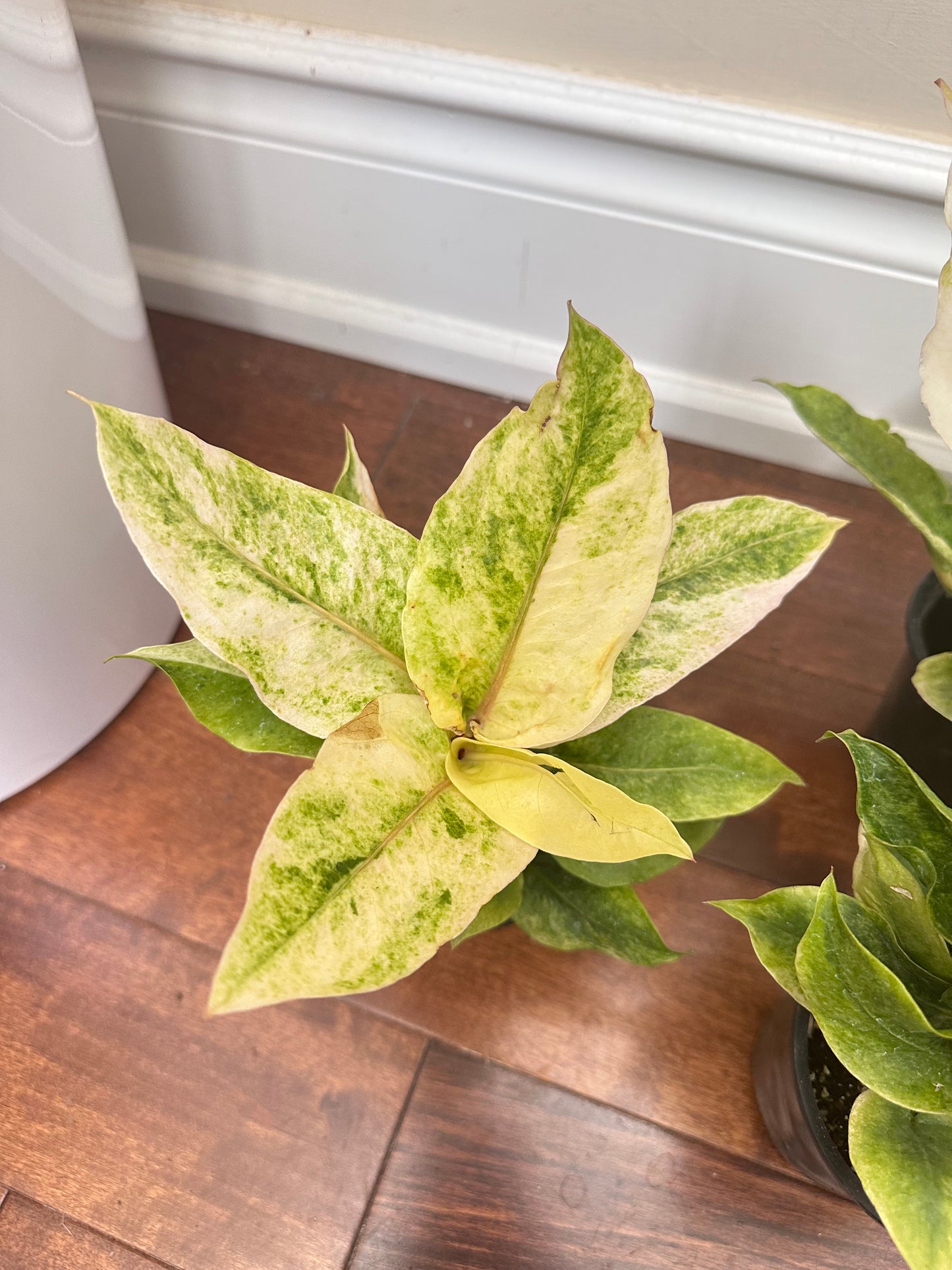 Anthurium Hookerii Variegated
