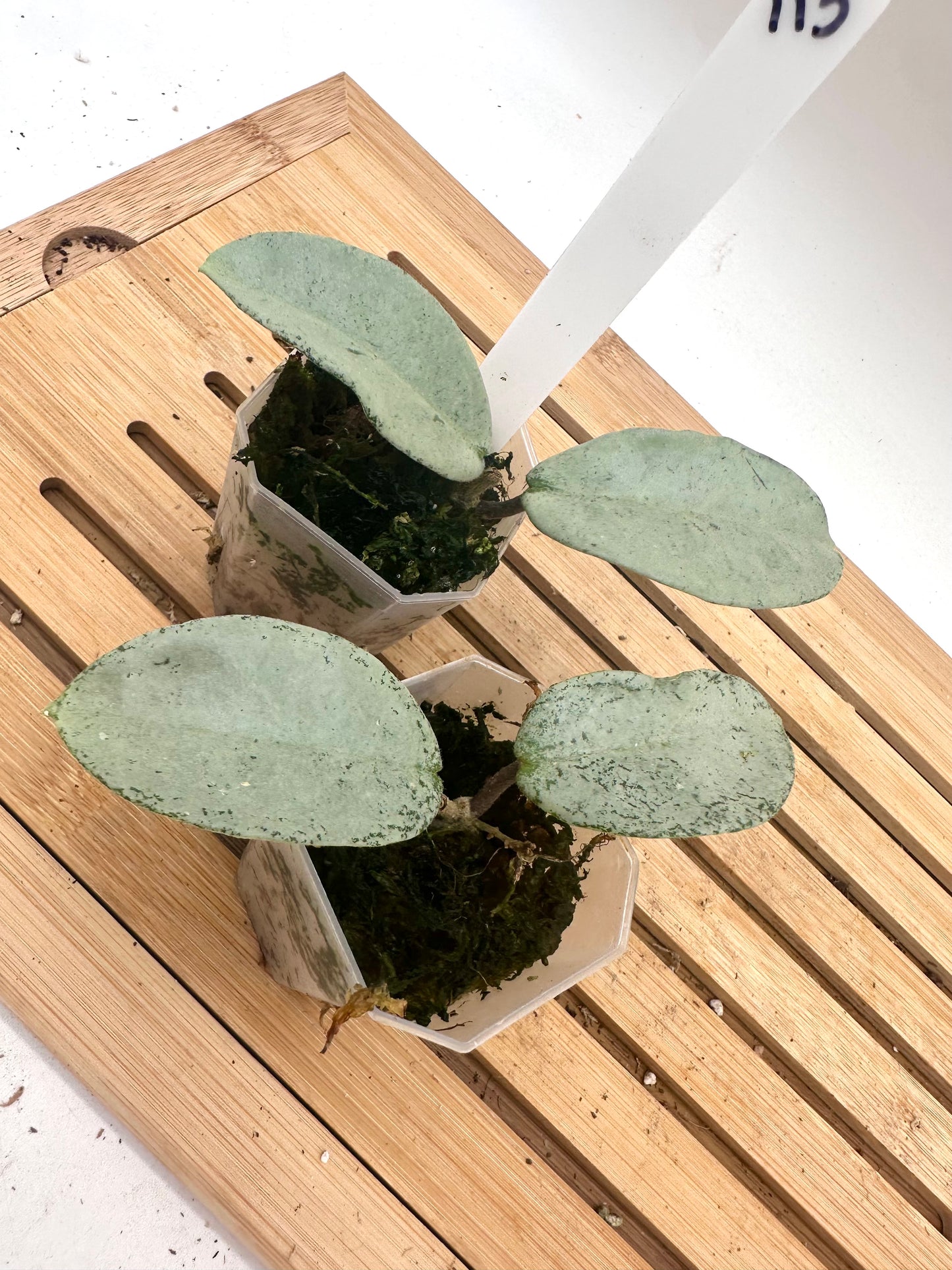 Hoya Nova Ghost (Reverted Argentea Princess)