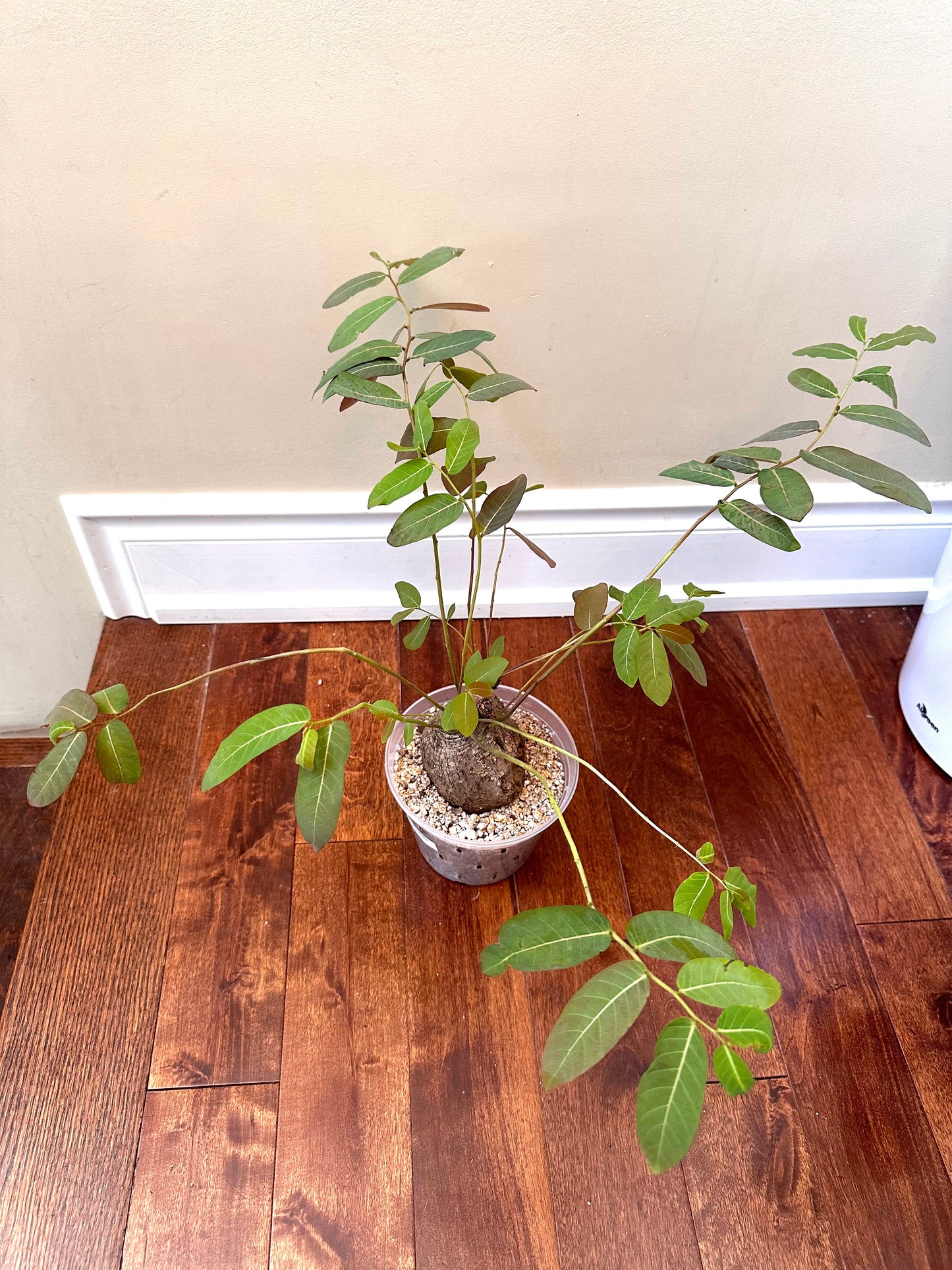 Phyllanthud Mirabillis Size Large - August Sale