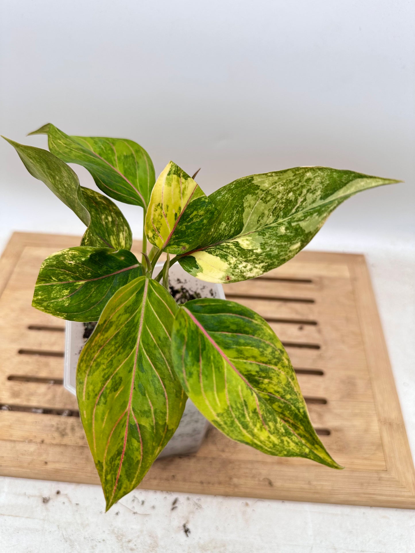 Aglaonema Siam Jade Variegated - 3 Growths/plants