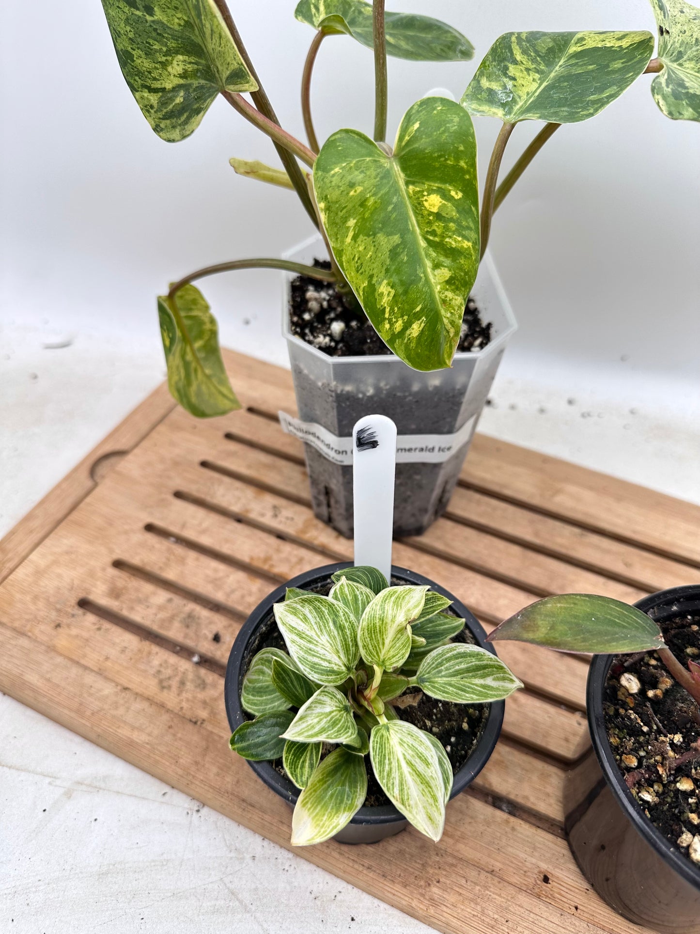 Combo Sale - Philodendron Ice Emerald Queen & Birkin & Birkin Pink