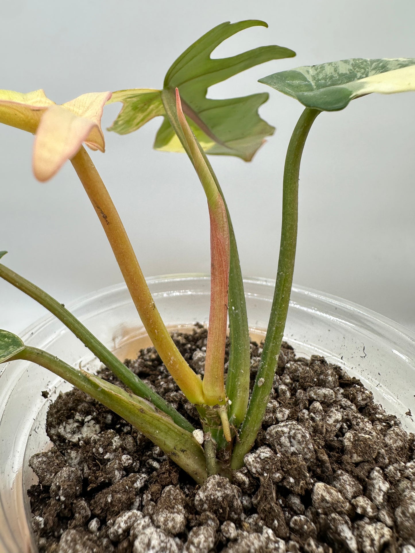 Long Weekend Sales 🐣🐇- Philodendron Flobe x Tortum Variegated