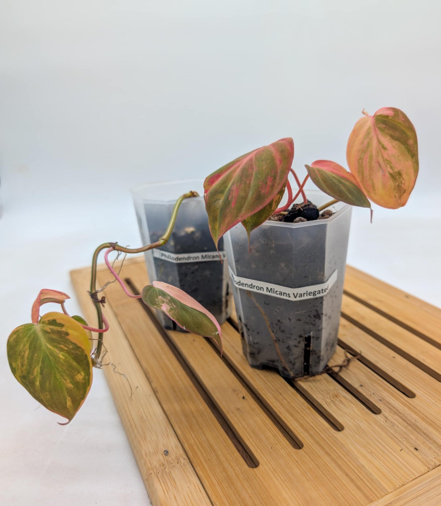 Philodendron Micans Variegated