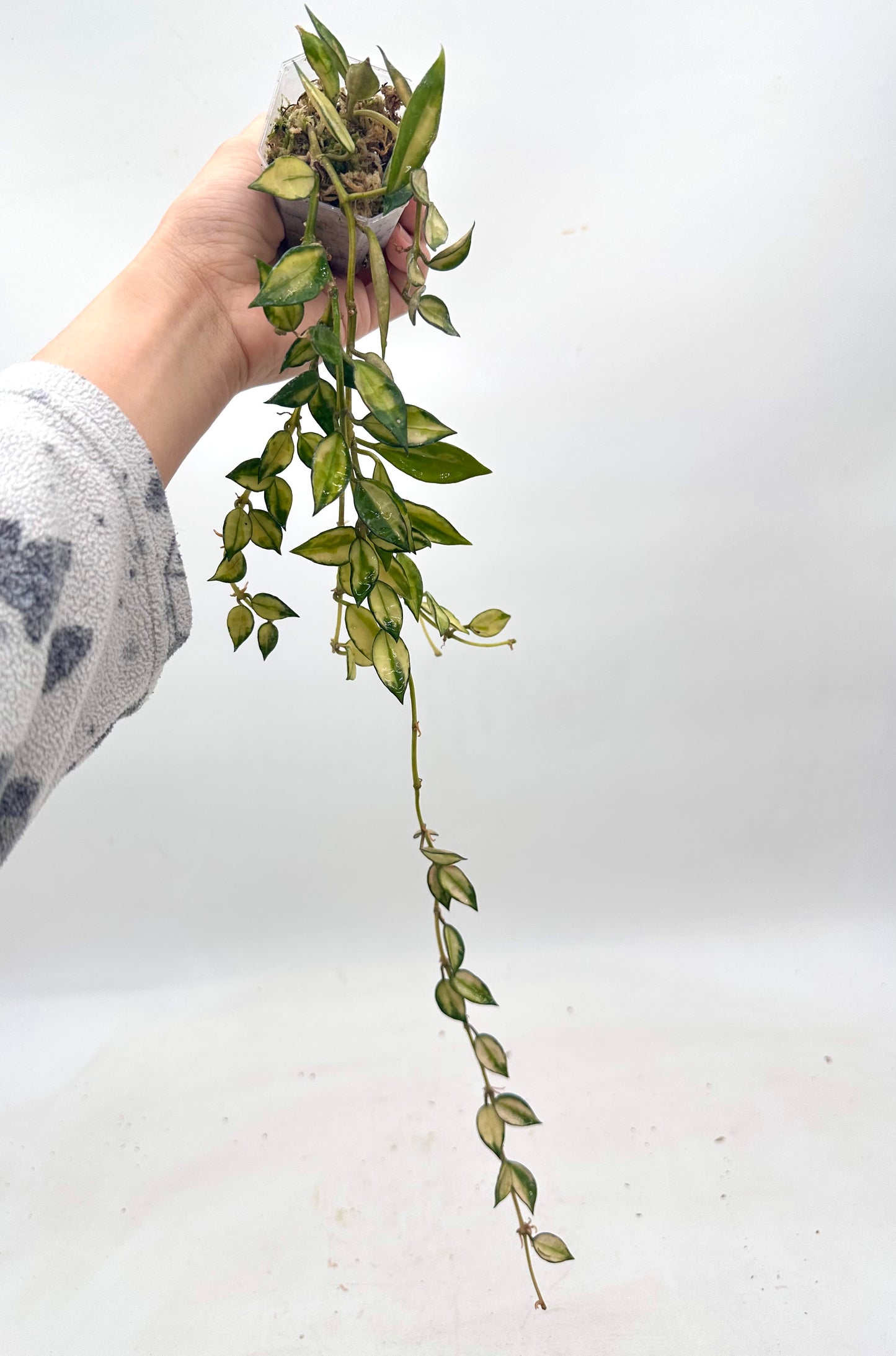 Hoya Lacunosa Inner Variegated